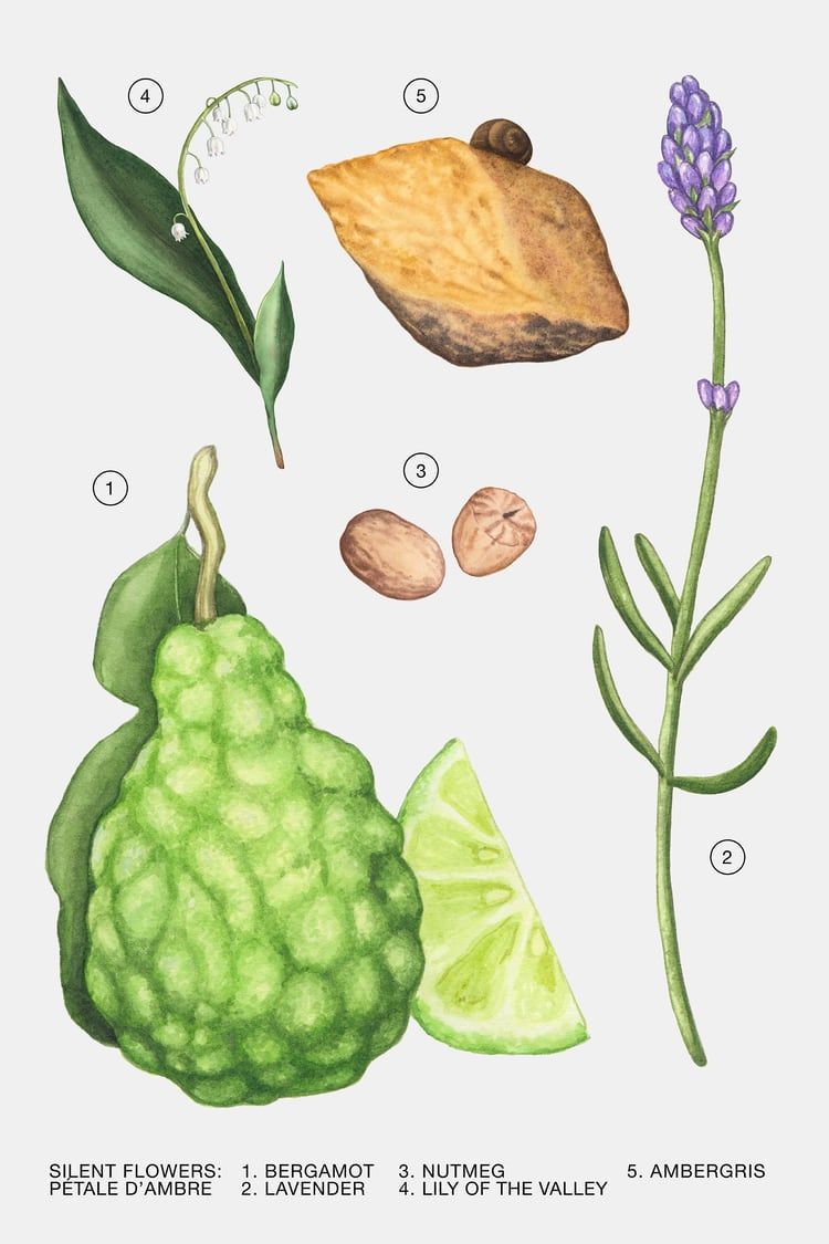 عطر ادکلن پتاله دامبر زارا - Petale d'Ambre Zara - بررسی، قیمت و خرید