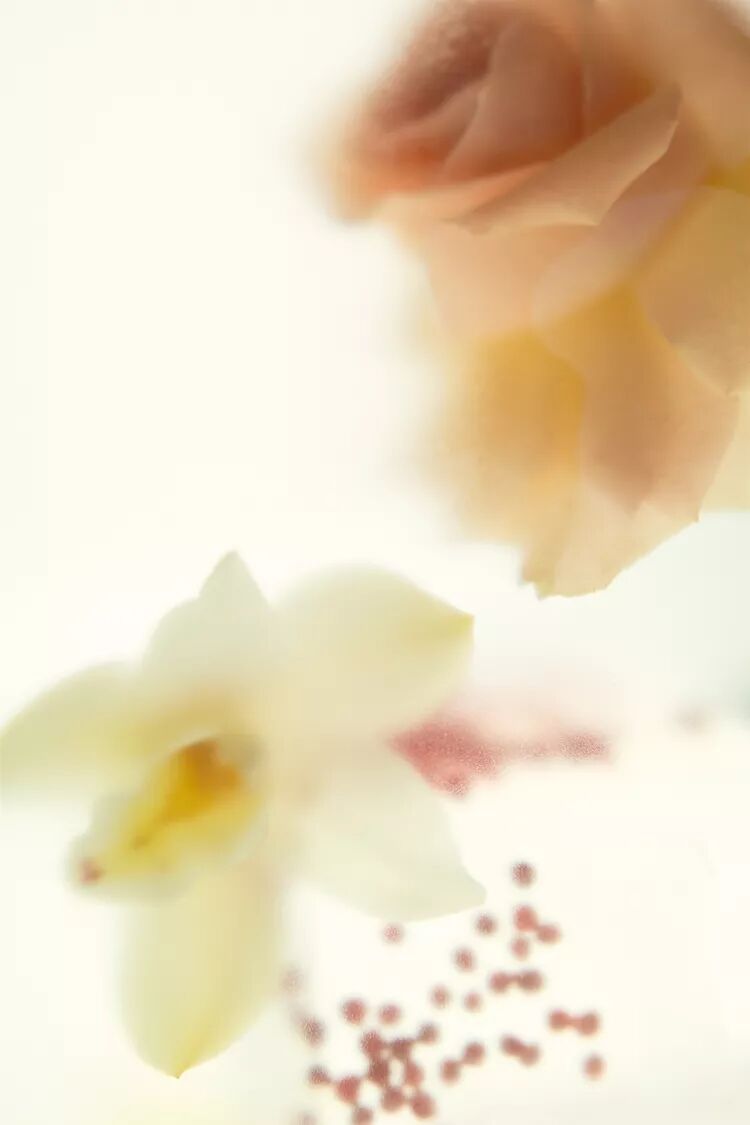 عطر ادکلن شیدز آو جوی زارا - Shades of Joy Zara - بررسی، قیمت و خرید