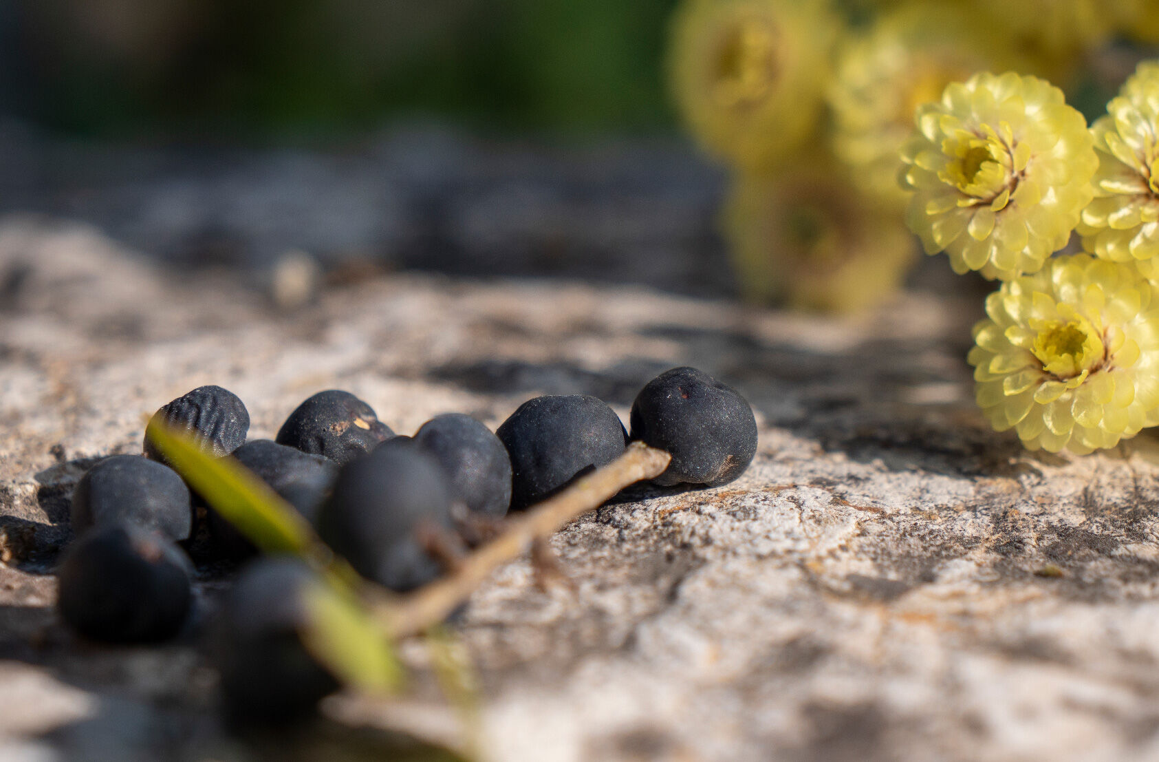 عطر ادکلن سی ۵ - سدرات میرت ایمرتل اونیکا - c 5 – Cédrat Myrte Immortelle Unika - بررسی، قیمت و خرید