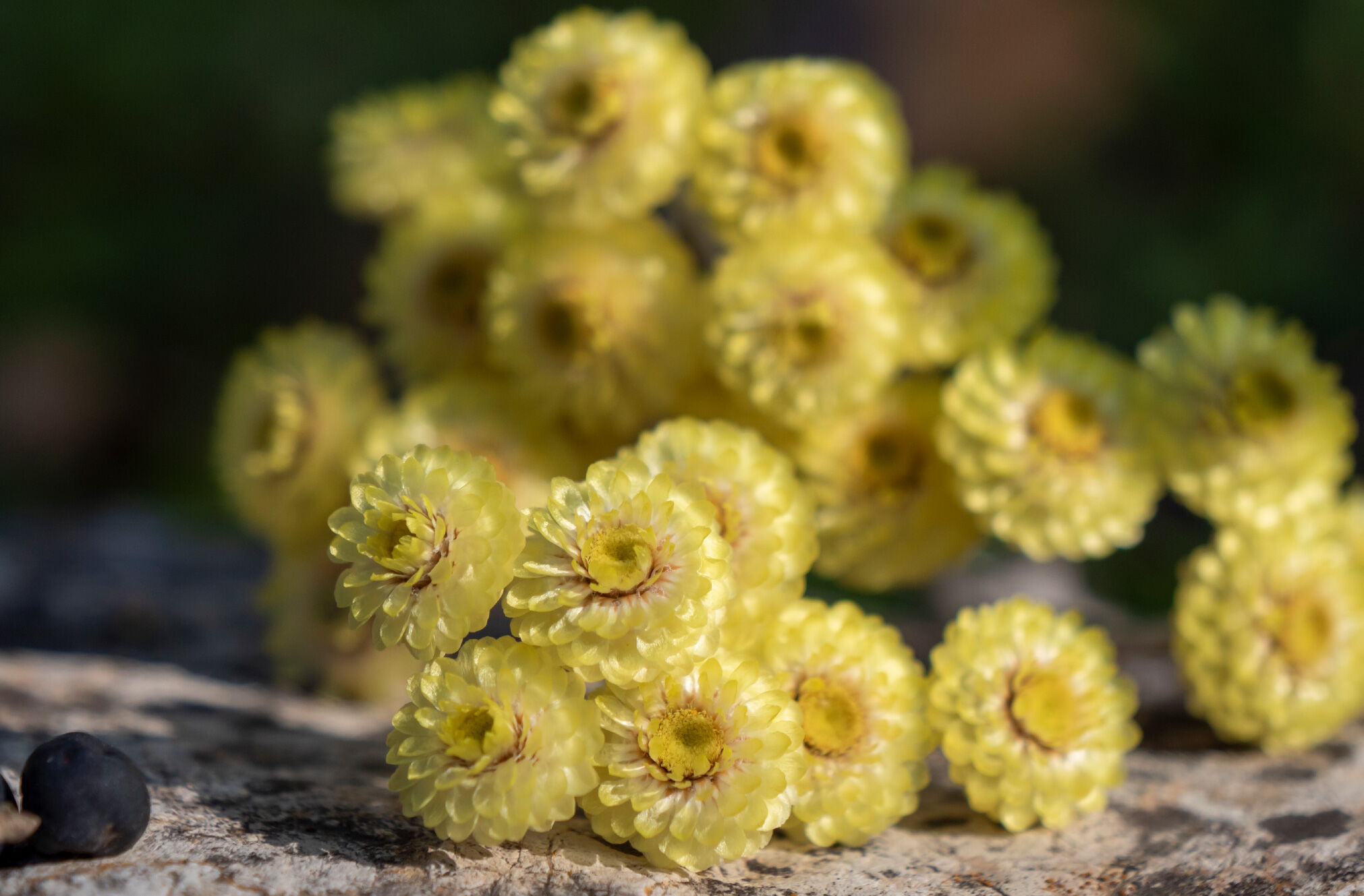 عطر ادکلن سی ۵ - سدرات میرت ایمرتل اونیکا - c 5 – Cédrat Myrte Immortelle Unika - بررسی، قیمت و خرید