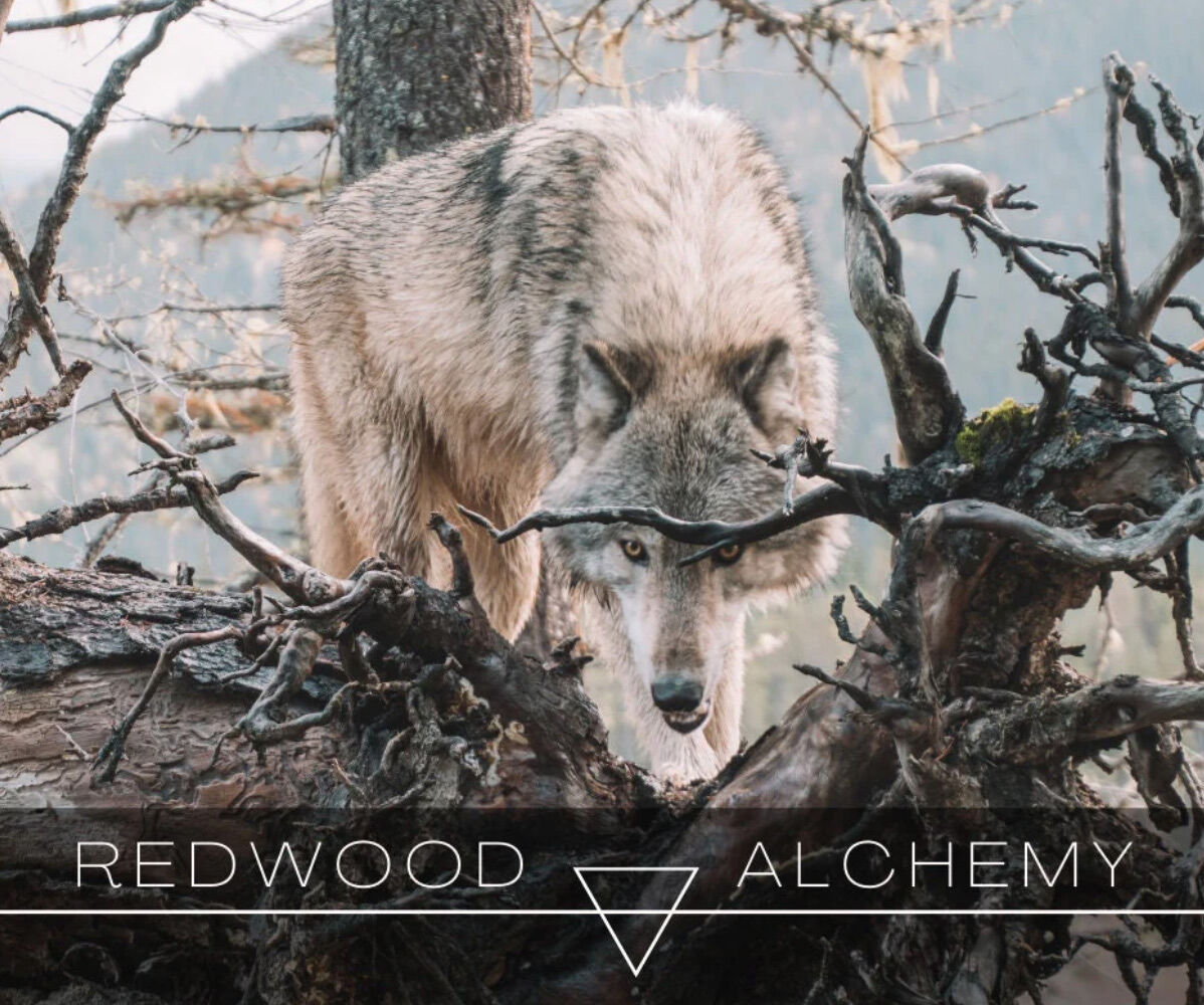 عطر ادکلن تیمبروُلف ردوود الکمی - Timberwolf Redwood Alchemy - بررسی، قیمت و خرید