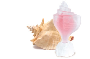 عطر ادکلن پینک کونچ سی‌جوئلز - Pink Conch Seajewels - بررسی، قیمت و خرید