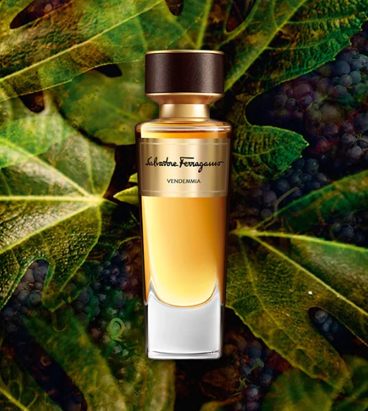 عطر ادکلن وندیمیا سالواتوره فراگامو - Vendemmia Salvatore Ferragamo - بررسی، قیمت و خرید