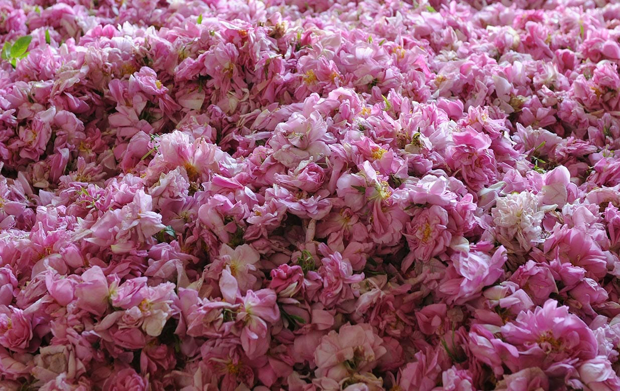 عطر ادکلن رز او پرفیوم سوفله ویویفیان لوکسیتان - Rose Eau Parfumee Souffle Vivifiant L'Occitane en Provence - بررسی، قیمت و خرید