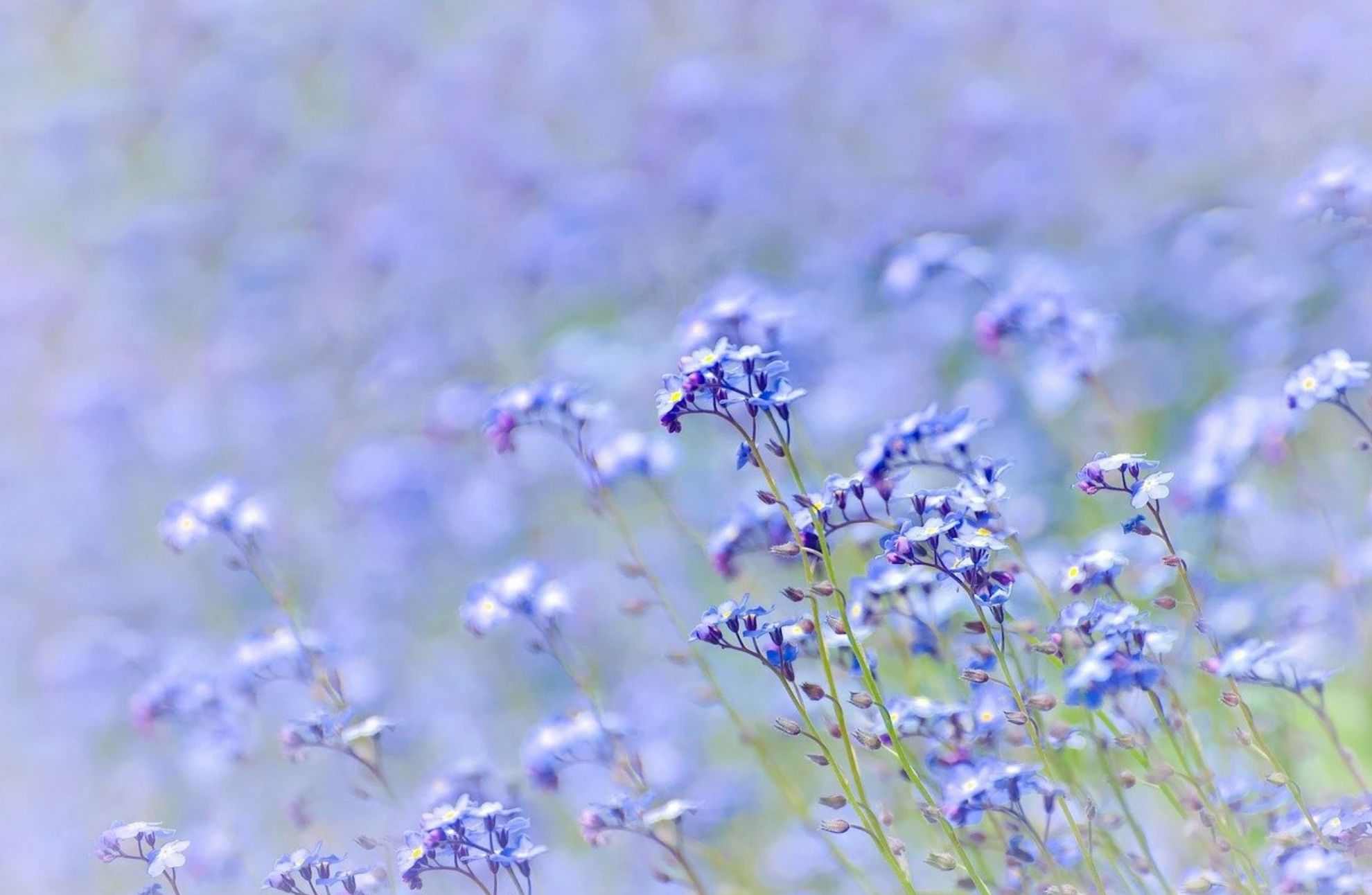 عطر ادکلن پری وینکل تِیک می دِر - Periwinkle Take Me There - بررسی، قیمت و خرید