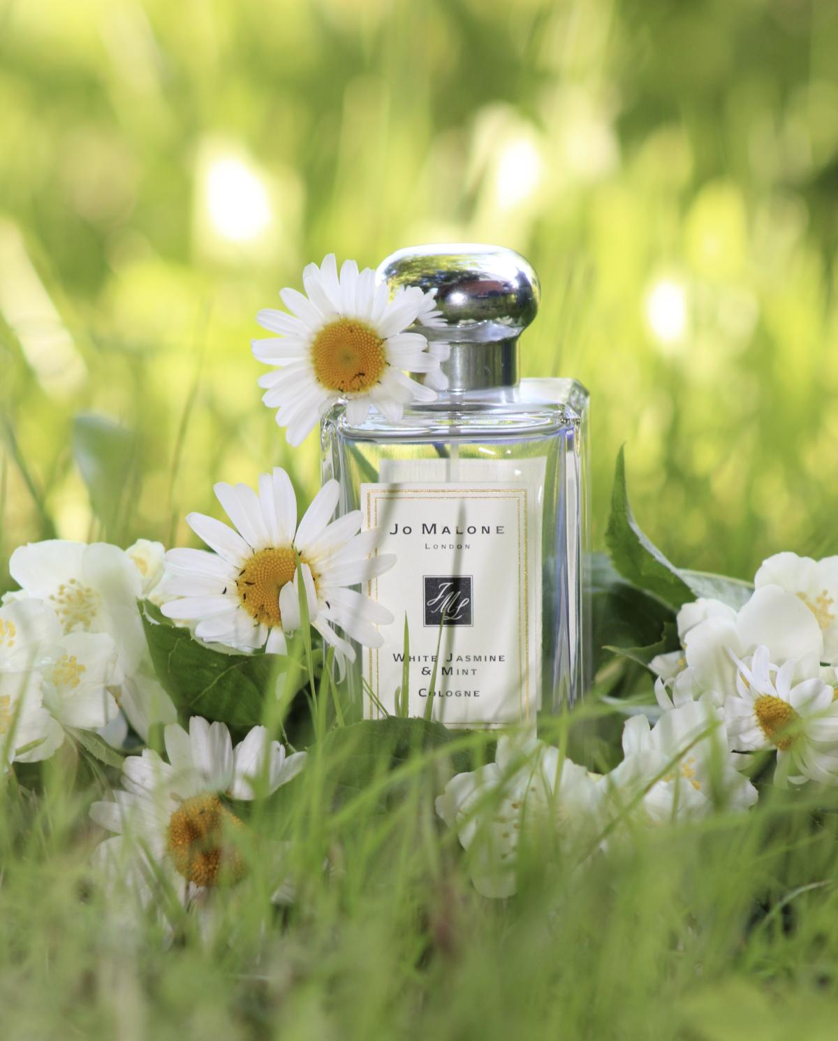 عطر ادکلن وایت جاسمین اند مینت جو مالون لندن - White Jasmine & Mint Jo Malone London - بررسی، قیمت و خرید