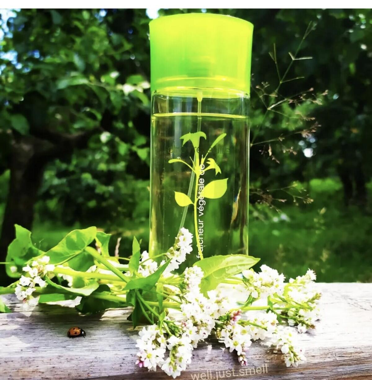 عطر ادکلن فریشر وژتال دو شوره‌فویل ایو روشه - Fraicheur Vegetale de Chevrefeuille Yves Rocher - بررسی، قیمت و خرید