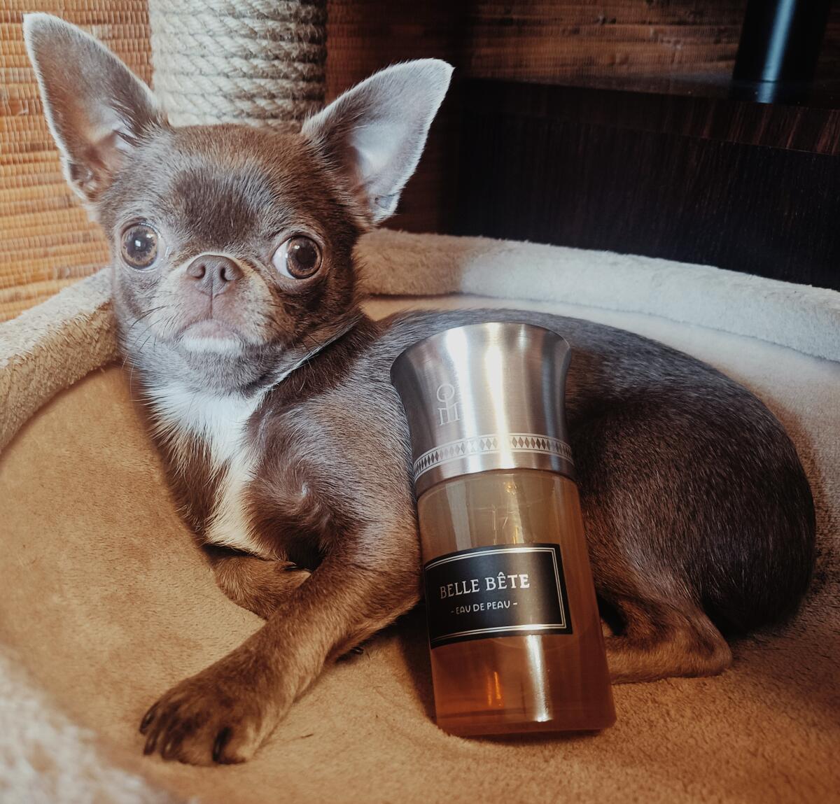 عطر ادکلن bel bet له لیکید ایماژینر - Belle Bete Les Liquides Imaginaires - بررسی، قیمت و خرید