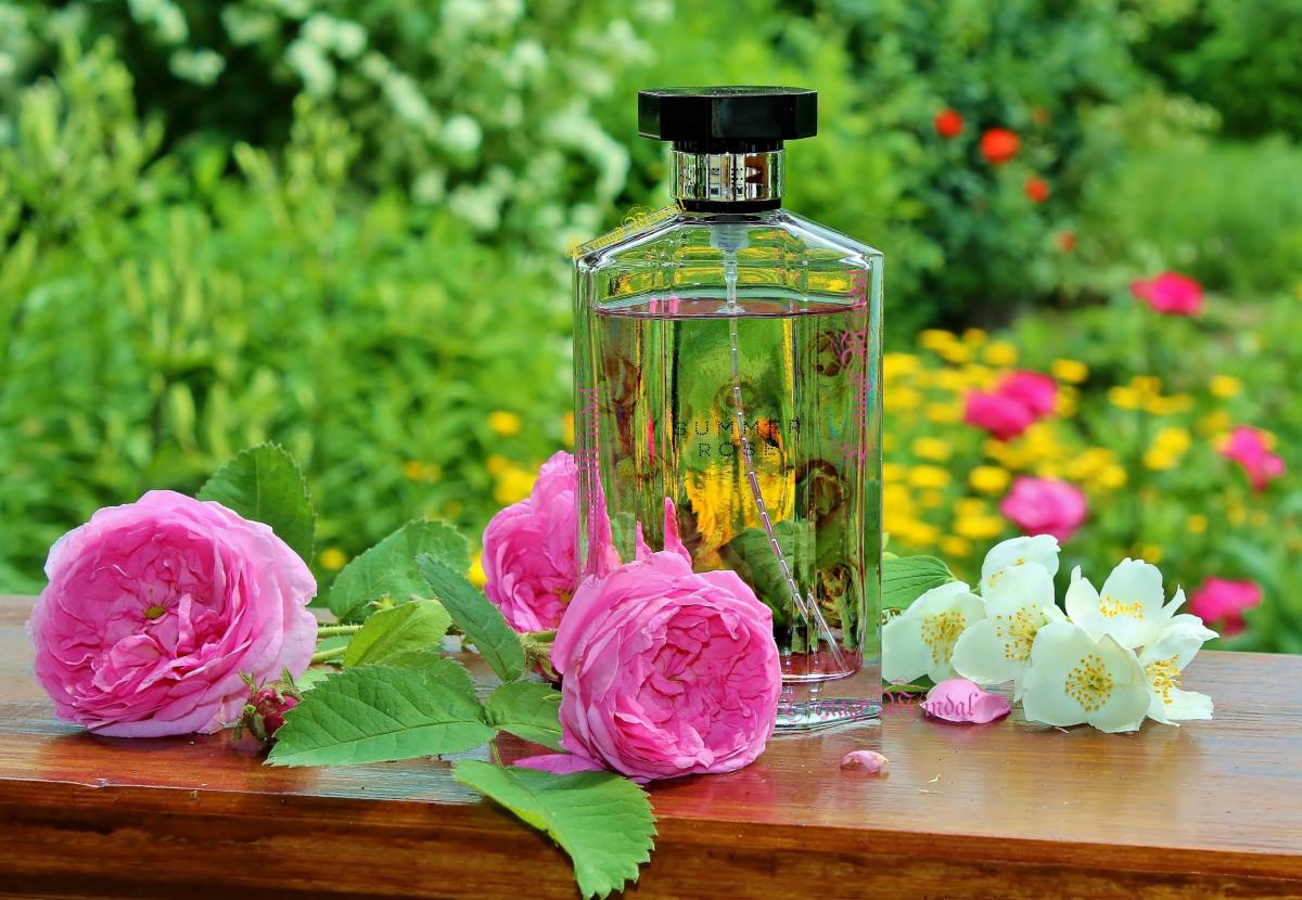 عطر ادکلن استلا سامر رز استلا مک‌کارتنی - Stella Summer Rose Stella McCartney - بررسی، قیمت و خرید