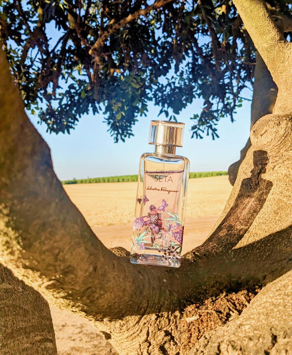 عطر ادکلن چیلی دی سِتا سالواتوره فراگامو - Cieli di Seta Salvatore Ferragamo - بررسی، قیمت و خرید