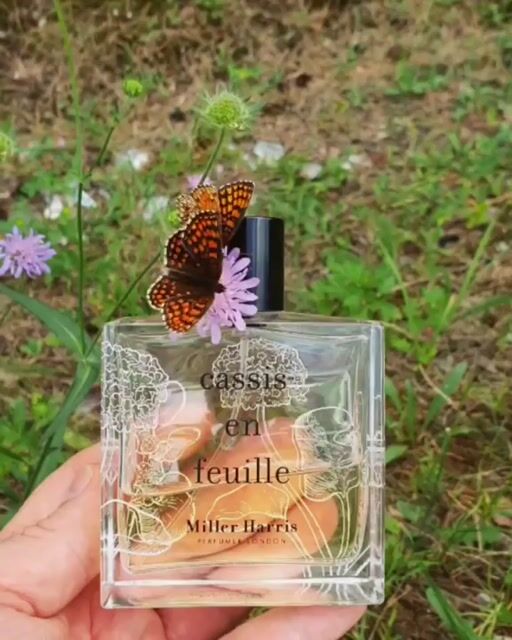 عطر ادکلن کاسیس آن فوی میلر هریس - Cassis en Feuille Miller Harris - بررسی، قیمت و خرید
