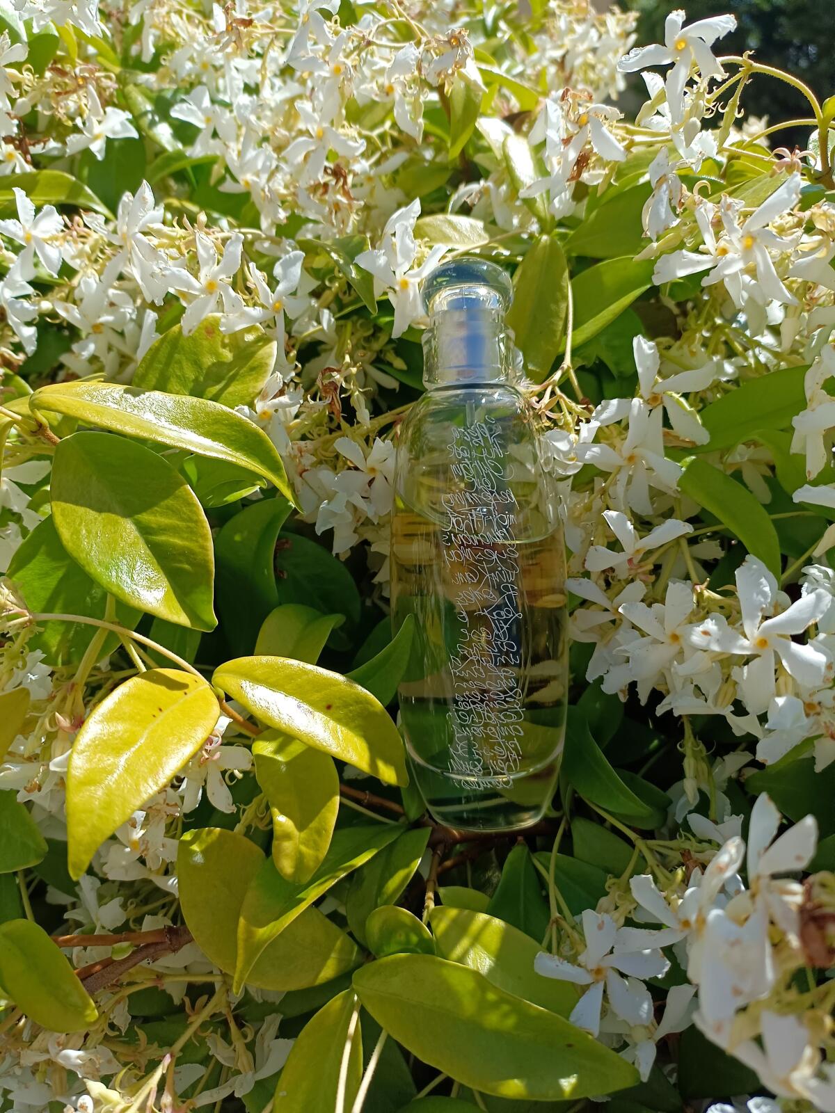 عطر ادکلن رومئو جیلی رومئو جیلی - Romeo Gigli Romeo Gigli - بررسی، قیمت و خرید