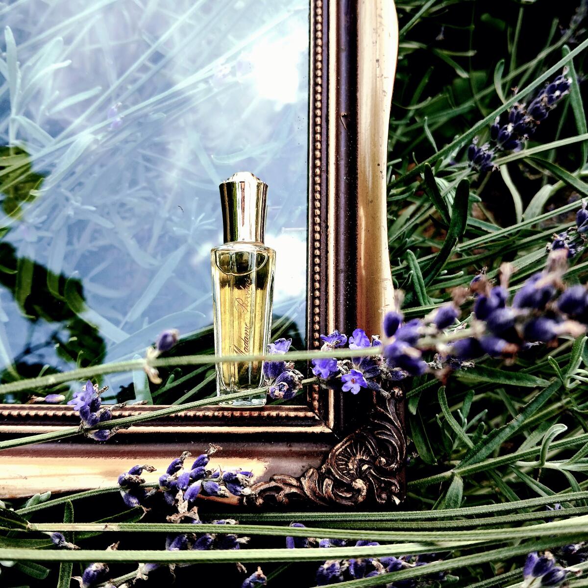 عطر ادکلن مادام روشا روچاس - Madame Rochas Rochas - بررسی، قیمت و خرید