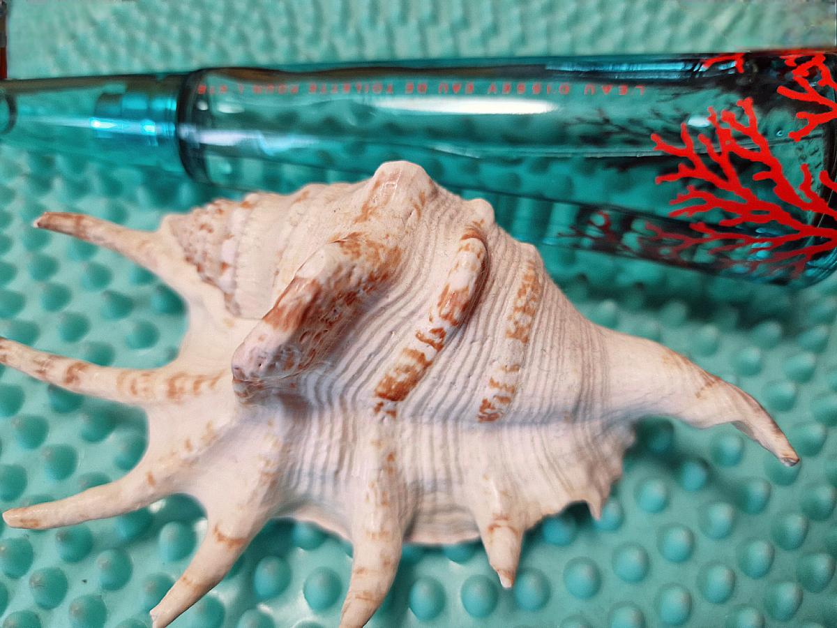 عطر ادکلن لو دیسه او دِته دو هزار و یازده ایسه میاکه - L'Eau d'Issey Eau d'Ete 2011 Issey Miyake - بررسی، قیمت و خرید