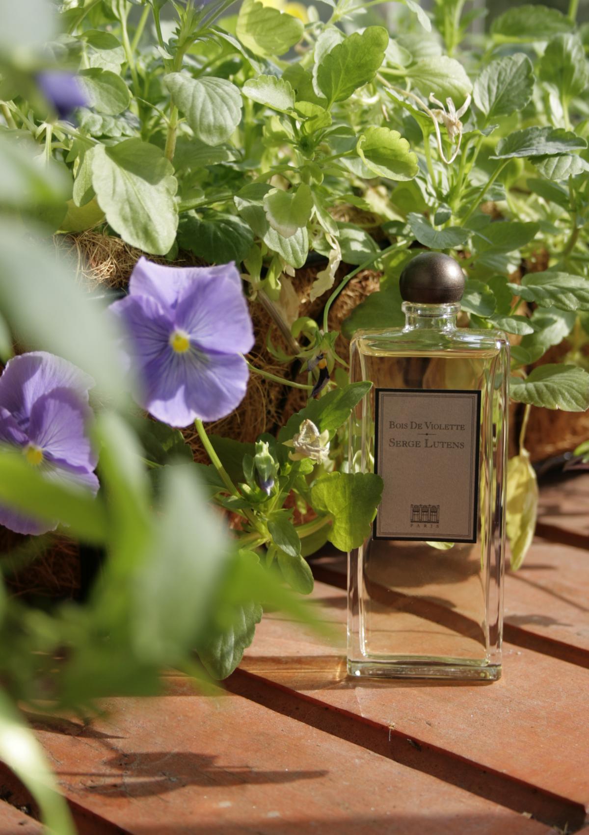عطر ادکلن بوا دو ویولت سرژ لوتنس - Bois de Violette Serge Lutens - بررسی، قیمت و خرید