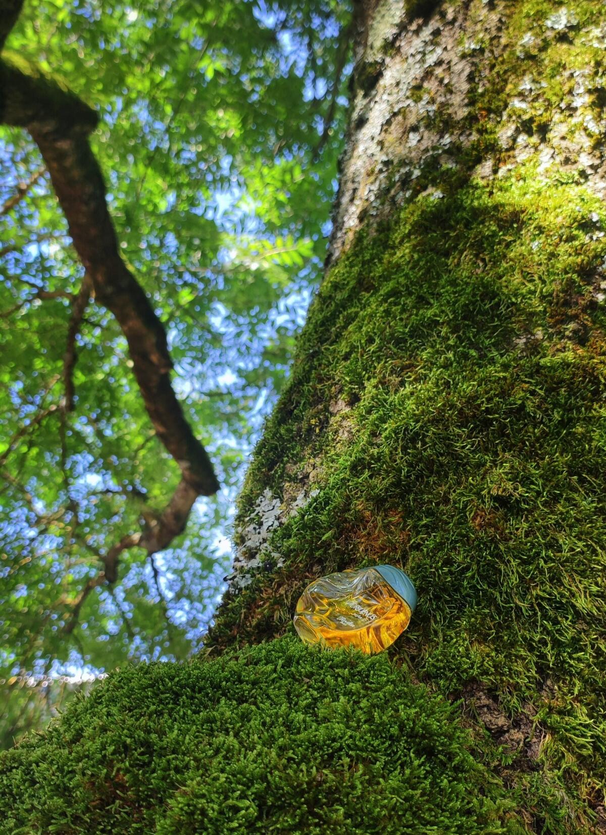 عطر ادکلن توربولنسز رویون - Turbulences Revillon - بررسی، قیمت و خرید