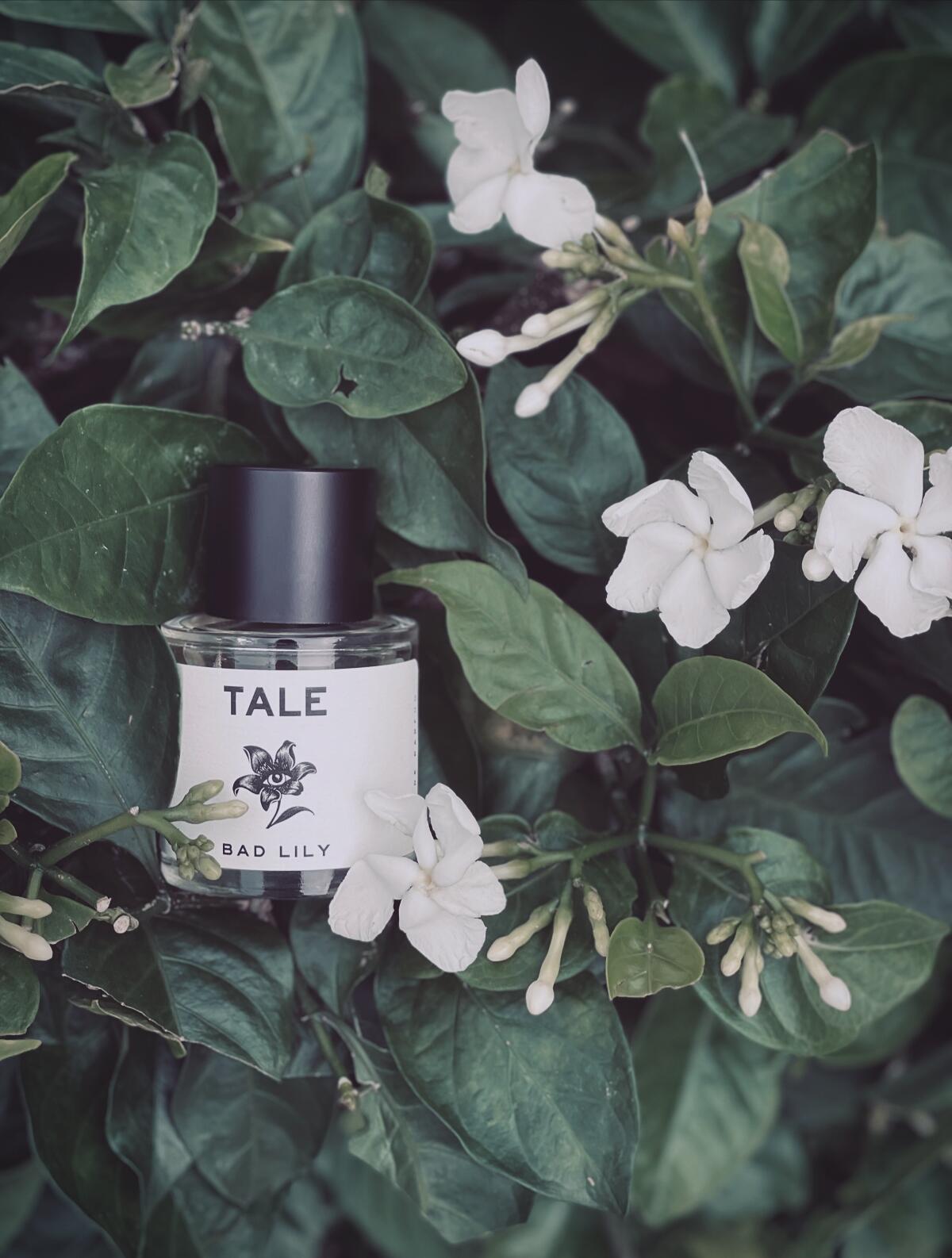 عطر ادکلن بد لی تیل پارفوم - Bad Lily TALE Parfum - بررسی، قیمت و خرید