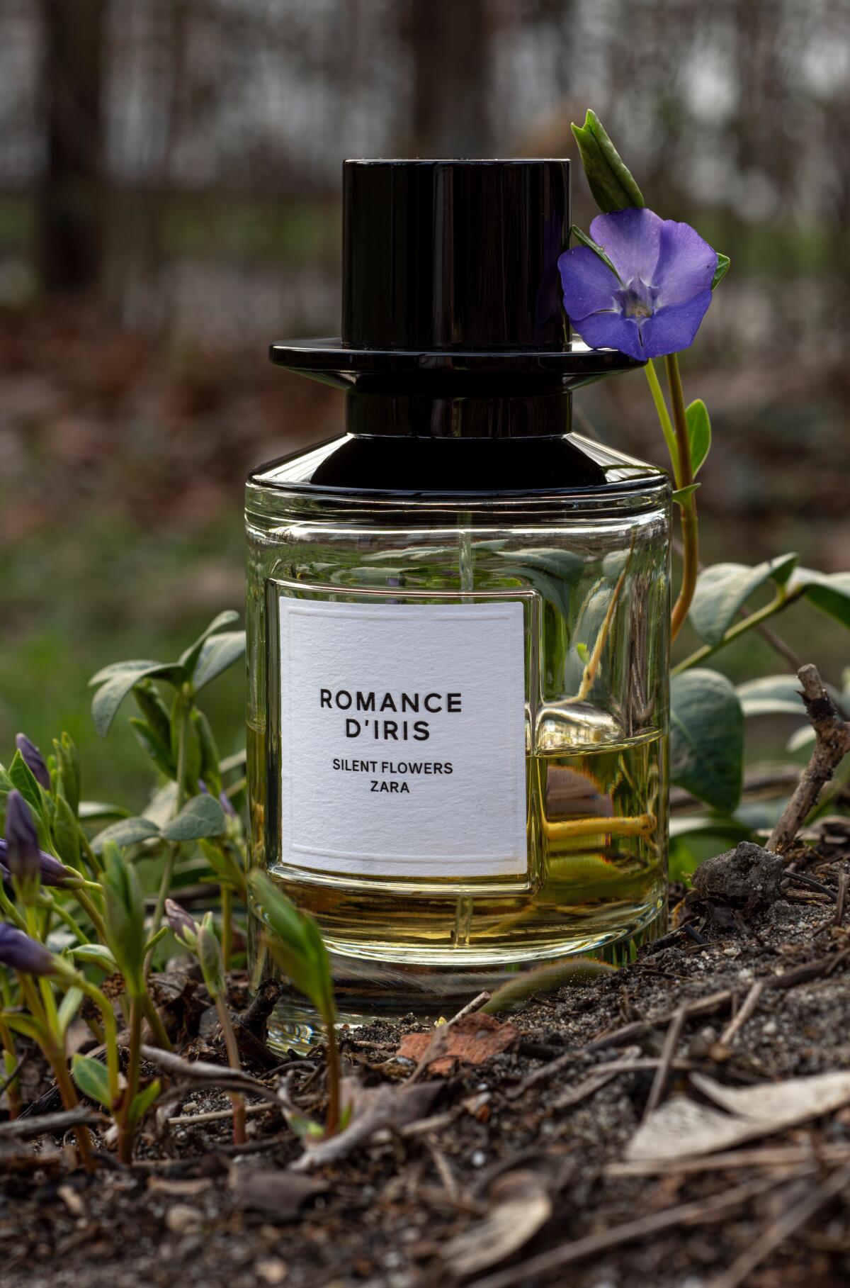 عطر ادکلن رومنس دی ایریس زارا - Romance d'Iris Zara - بررسی، قیمت و خرید