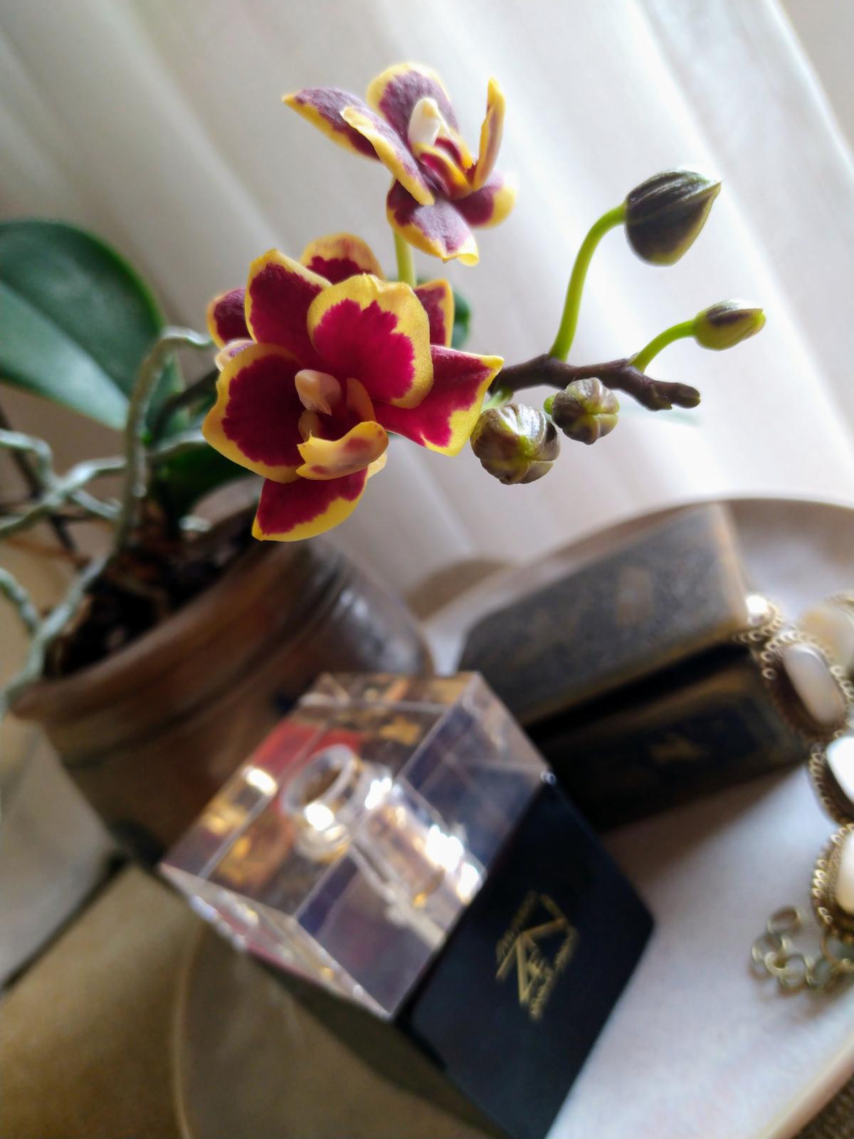 عطر ادکلن زن گلد الکسیر شیسیدو - Zen Gold Elixir Shiseido - بررسی، قیمت و خرید