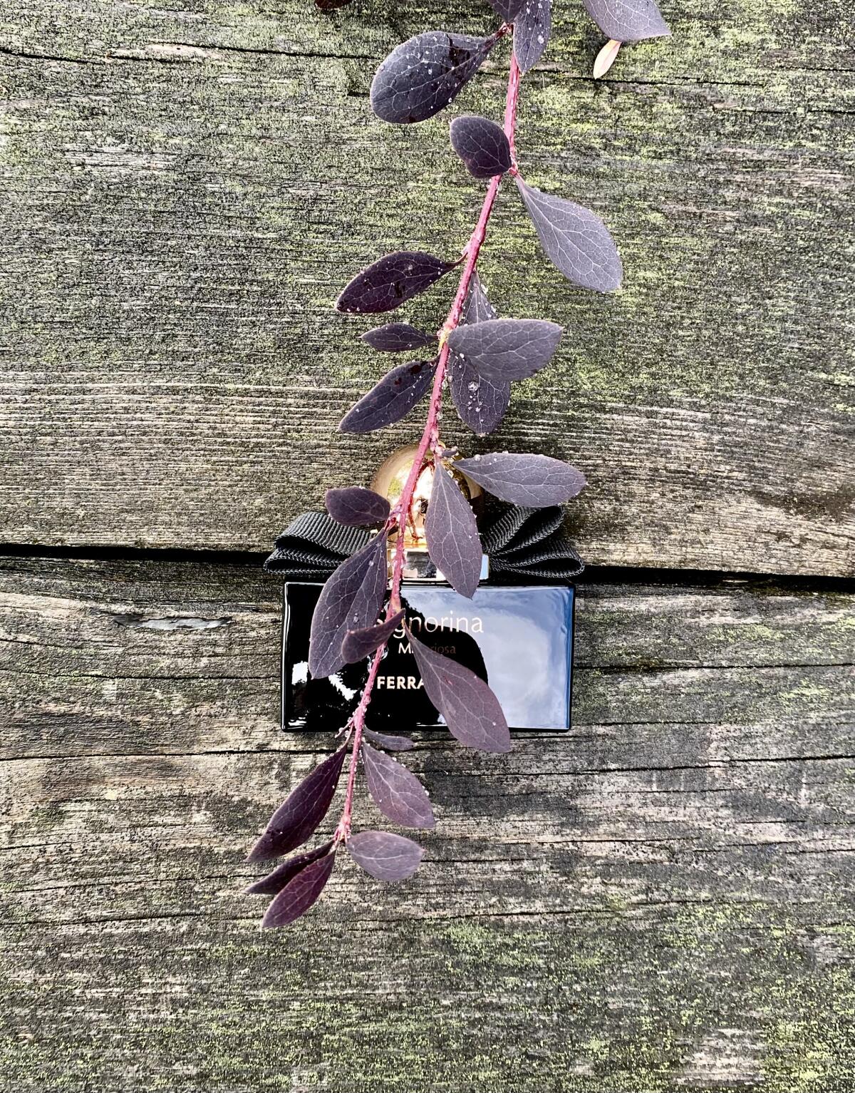 عطر ادکلن سینیورینا مستریوسا سالواتوره فراگامو - Signorina Misteriosa Salvatore Ferragamo - بررسی، قیمت و خرید