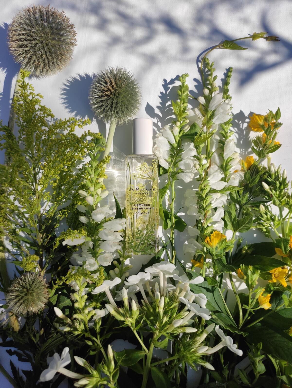 عطر ادکلن هملاک اند برگاموت جو مالون لاندن - Hemlock & Bergamot Jo Malone London - بررسی، قیمت و خرید
