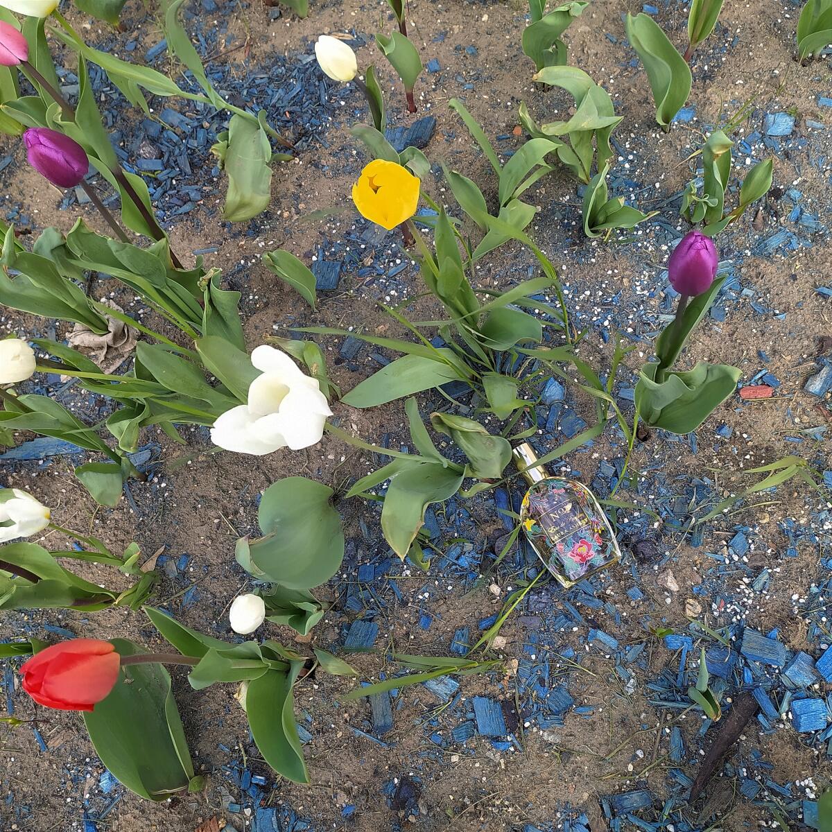 عطر ادکلن لورا اشلی نامبر وان لورا اشلی - Laura Ashley No. 1 Laura Ashley - بررسی، قیمت و خرید