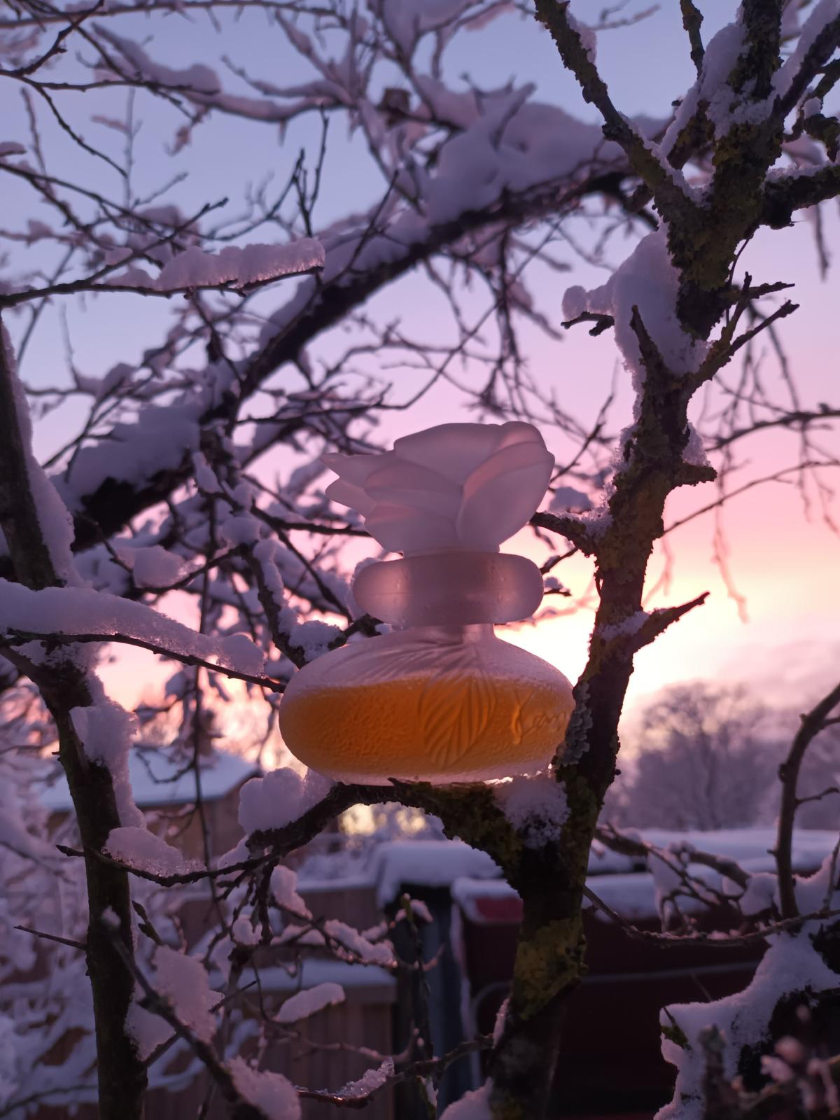 عطر ادکلن سا سن بو کنزو - Ça Sent Beau Kenzo - بررسی، قیمت و خرید