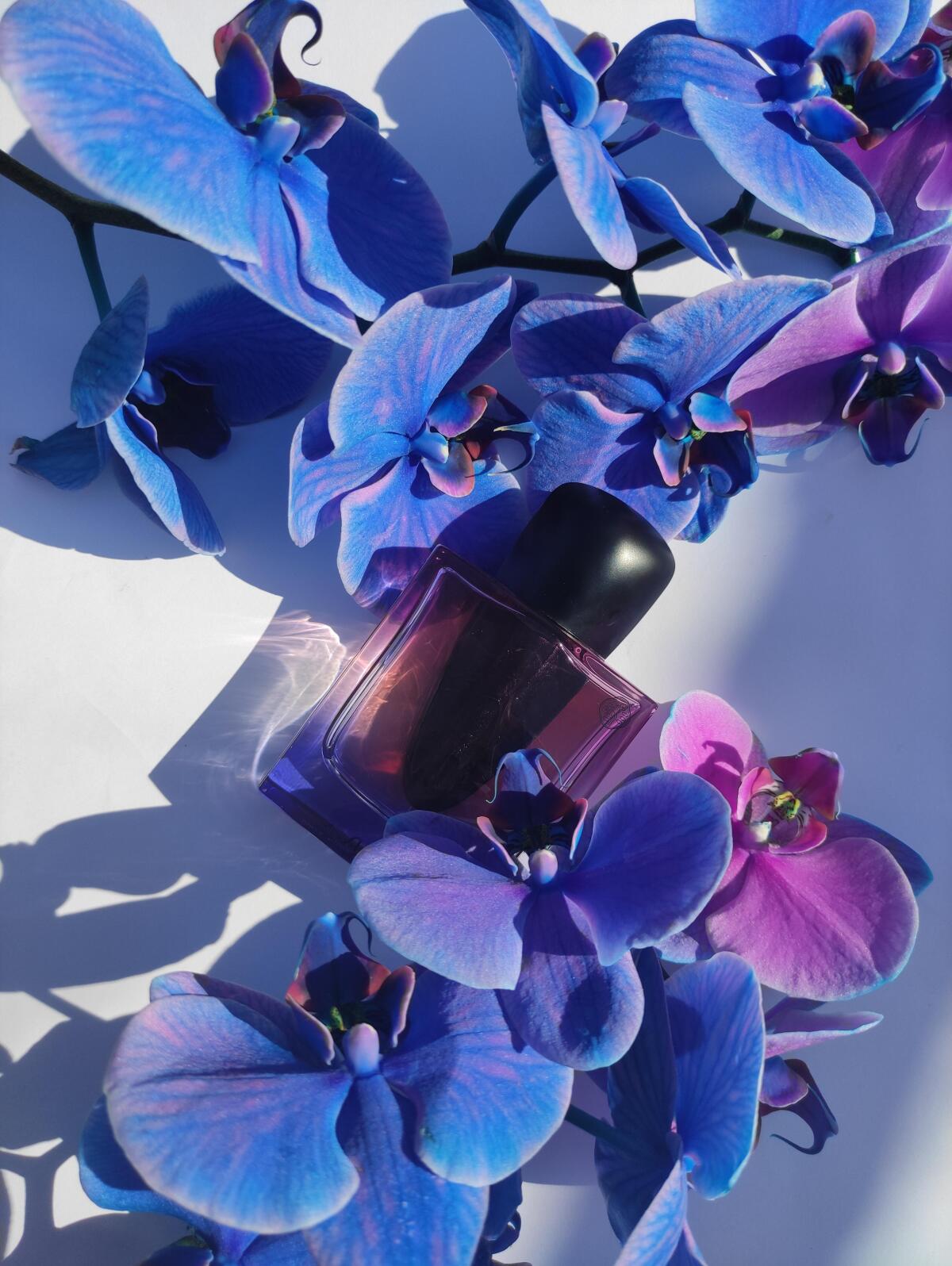 عطر ادکلن گینزا نایت شیسیدو - Ginza Night Shiseido - بررسی، قیمت و خرید