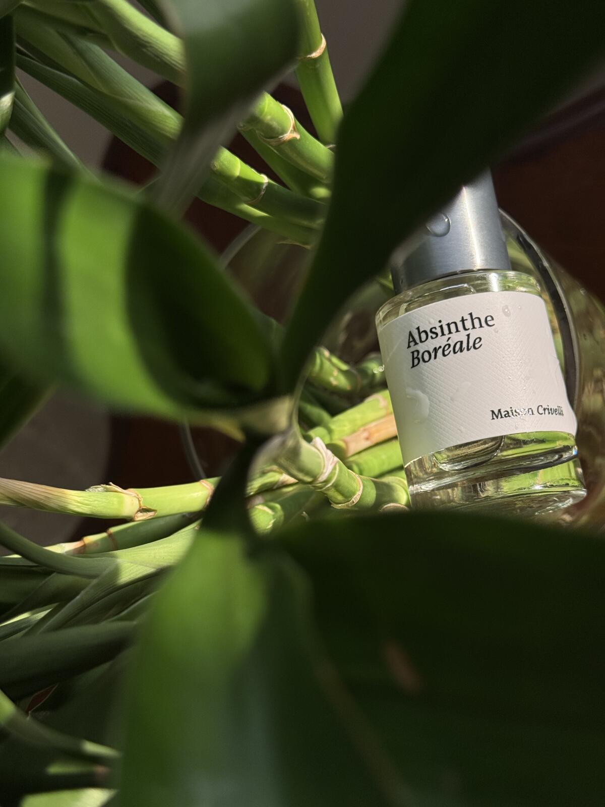عطر ادکلن ابسینت بورآل میسون کریویلی - Absinthe Boréale Maison Crivelli - بررسی، قیمت و خرید