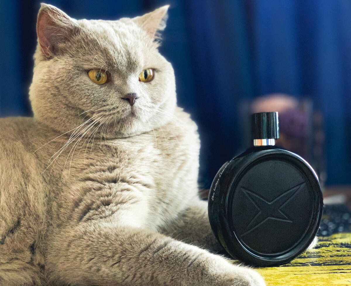 عطر ادکلن اون ایستوار دو هوم ایرزیستیب‌ل ماوبوسین - Une Histoire d'Homme Irrésistible Mauboussin - بررسی، قیمت و خرید