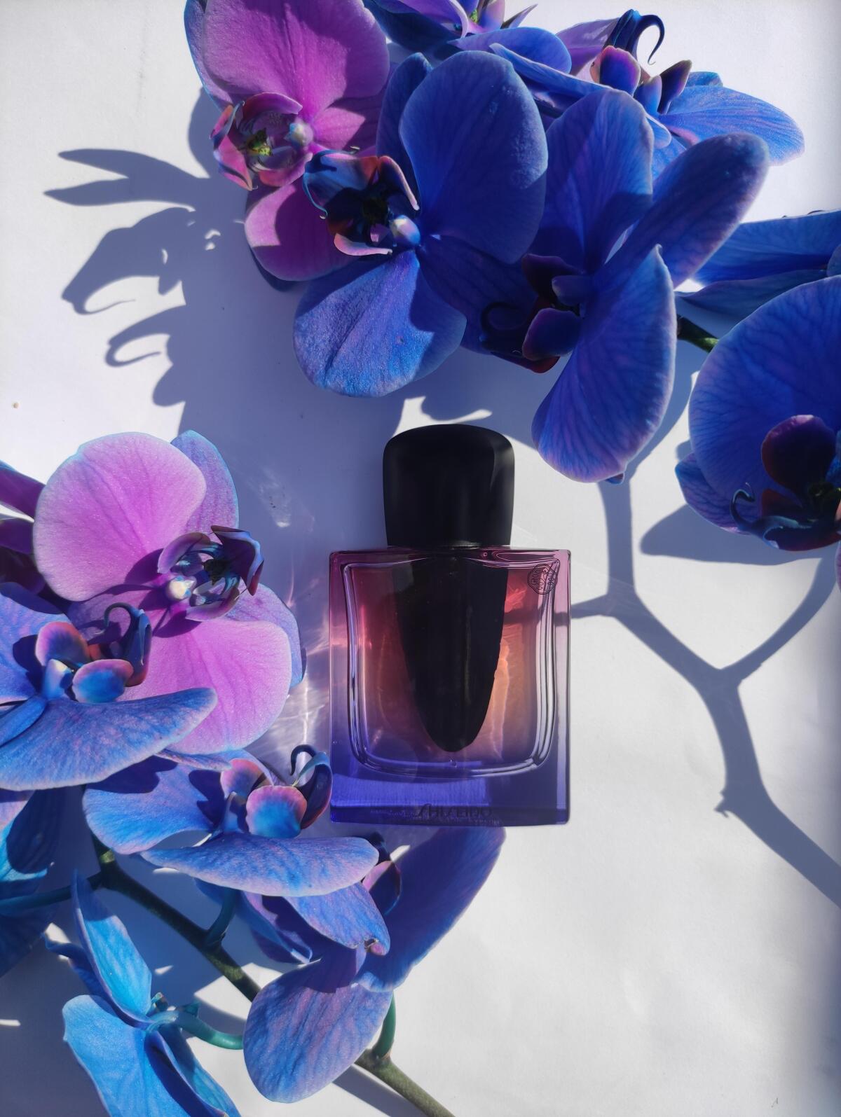 عطر ادکلن گینزا نایت شیسیدو - Ginza Night Shiseido - بررسی، قیمت و خرید