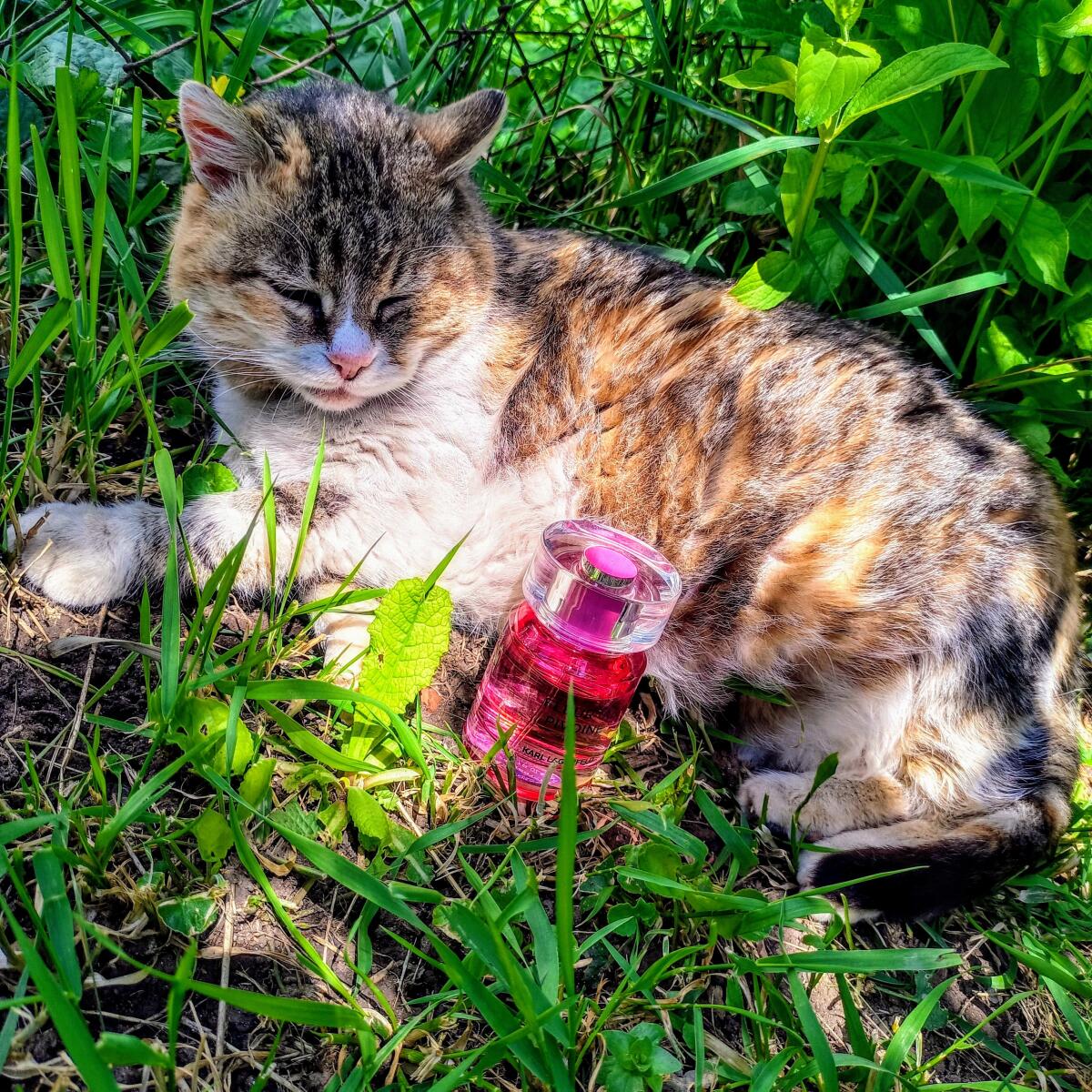 عطر ادکلن فلور د پیوئین کارل لاگرفلد - Fleur de Pivoine Karl Lagerfeld - بررسی، قیمت و خرید