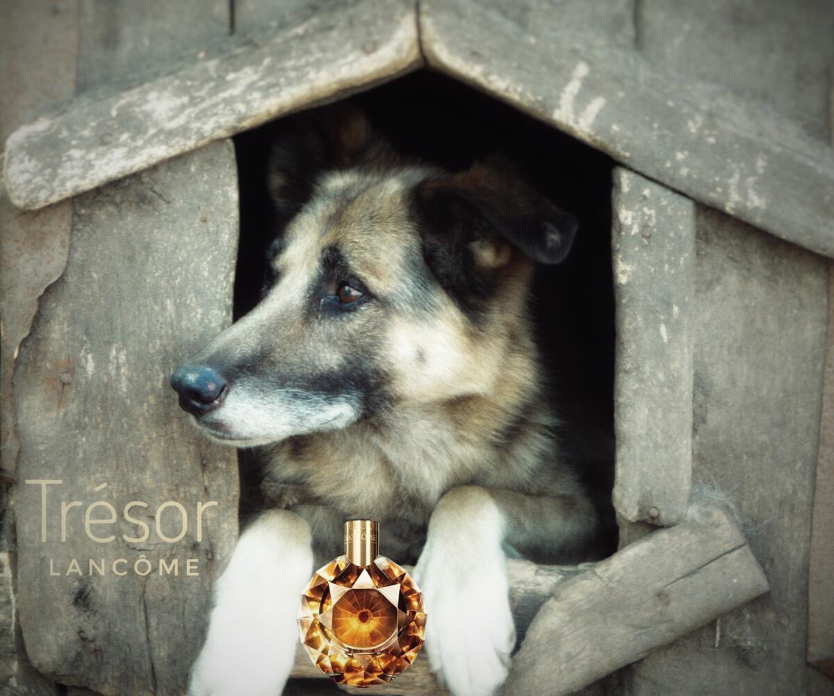 عطر ادکلن تریزور لنکوم - Tresor (original) Lancôme - بررسی، قیمت و خرید