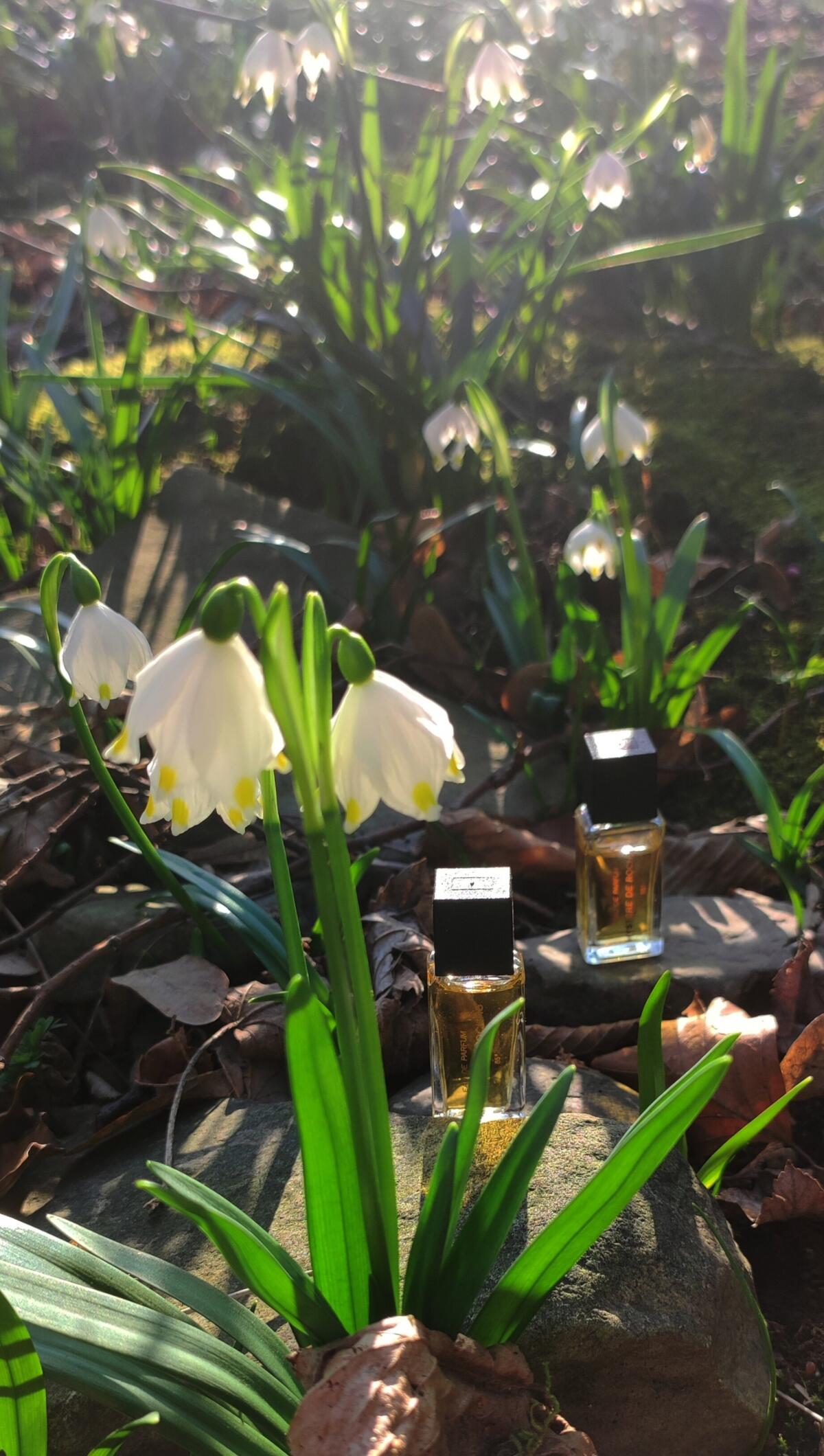 عطر ادکلن میستِر روچاس - Mystere Rochas - بررسی، قیمت و خرید