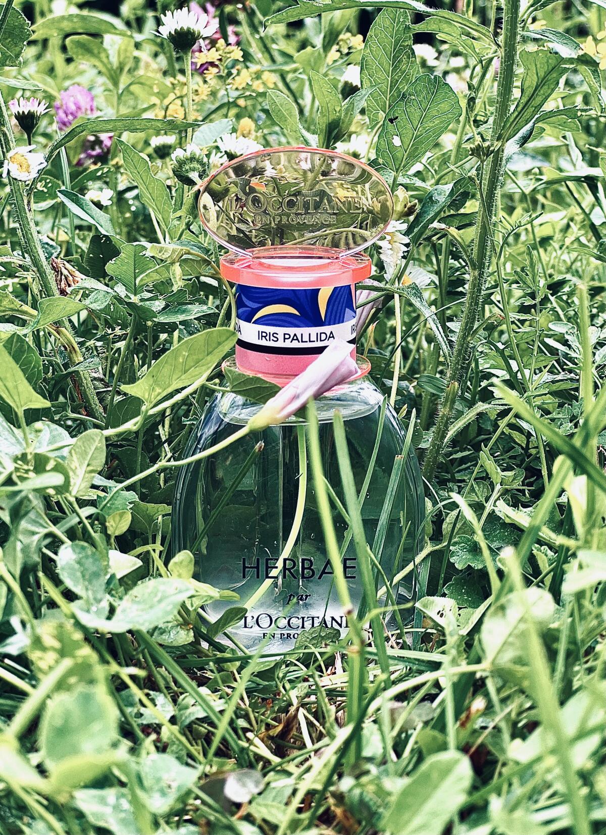 عطر ادکلن هربا آیریس پالیدا لوکسیتان ان پروانس - Herbae Iris Pallida L'Occitane en Provence - بررسی، قیمت و خرید