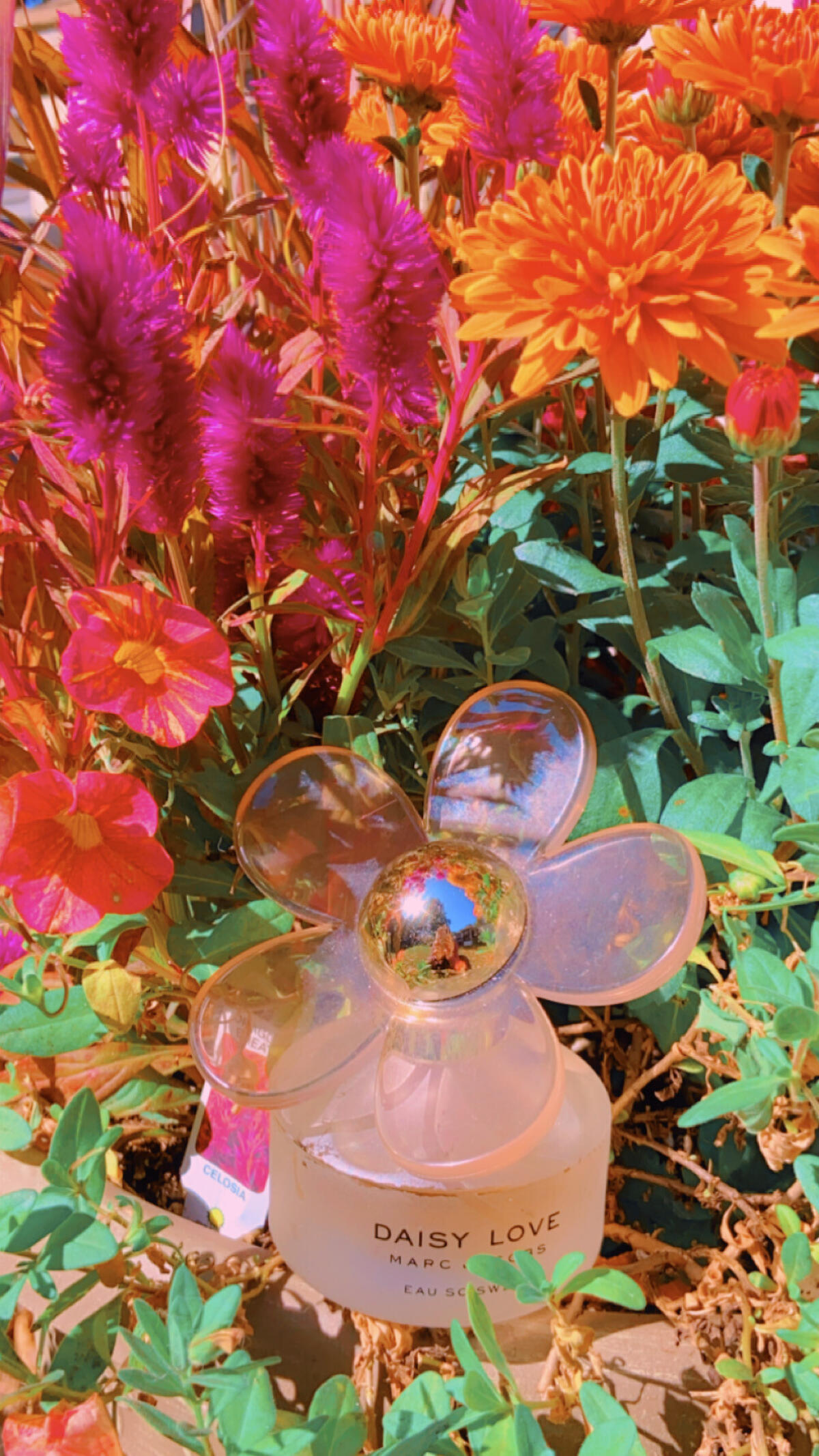 عطر ادکلن دیزی لاو او سو سویت مارک جیکوبز - Daisy Love Eau So Sweet Marc Jacobs - بررسی، قیمت و خرید