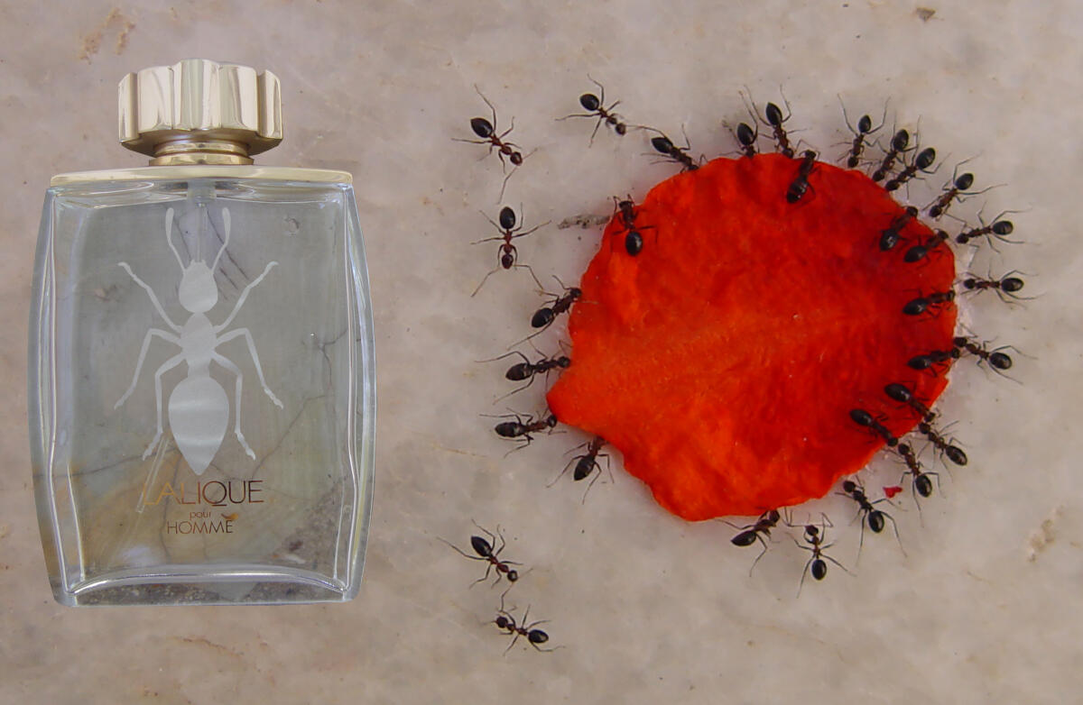 عطر ادکلن لالیک پور هوم اکوس لالیک - Lalique Pour Homme Equus Lalique - بررسی، قیمت و خرید