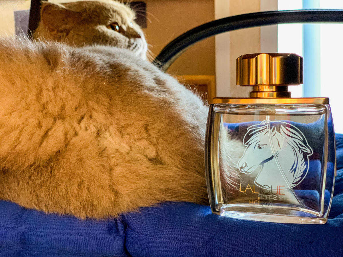 عطر ادکلن لالیک پور هوم اکوس لالیک - Lalique Pour Homme Equus Lalique - بررسی، قیمت و خرید