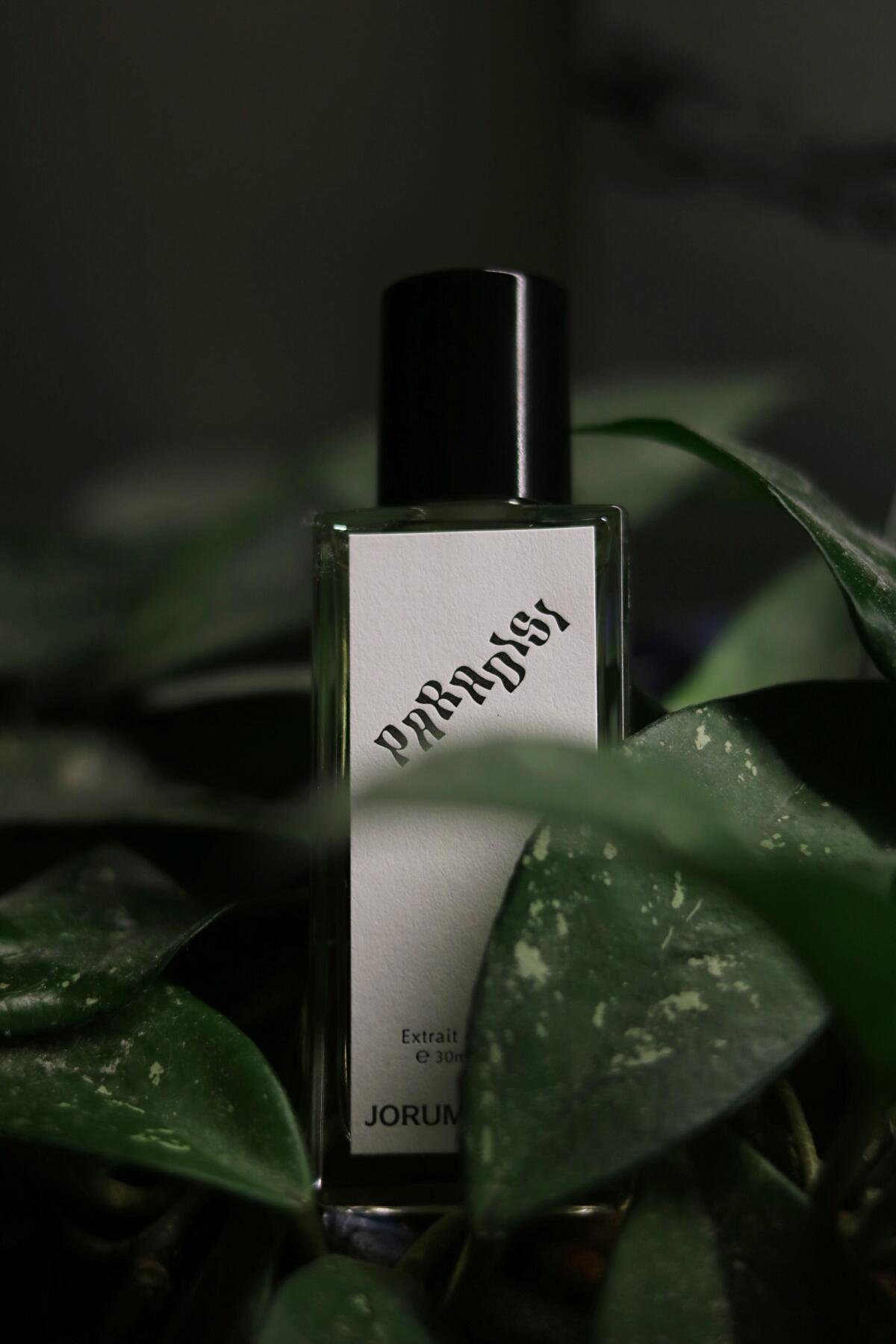عطر ادکلن پاردیسی جوروم استودیو - Paradisi Jorum Studio - بررسی، قیمت و خرید