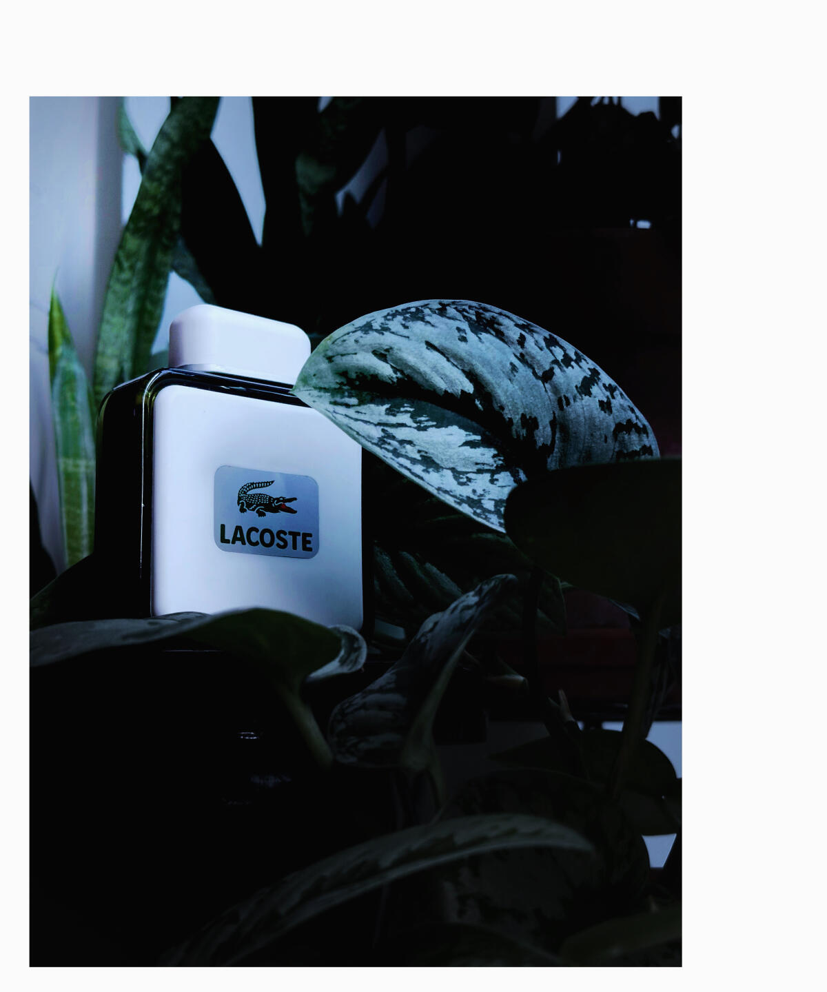 عطر ادکلن لاکست لاکوست فراگرنسز - Lacoste Lacoste Fragrances - بررسی، قیمت و خرید