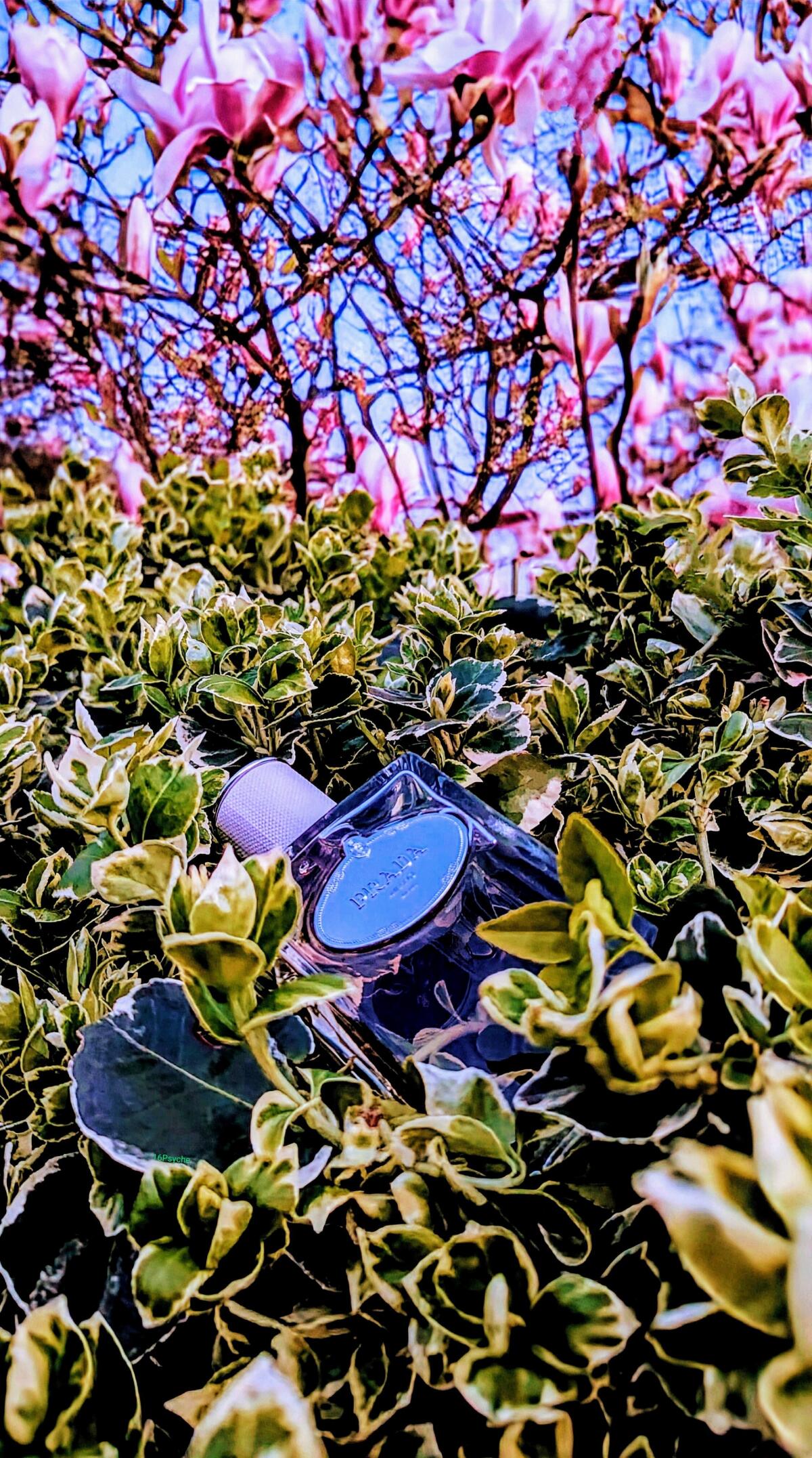 عطر ادکلن اینفیوژن د اوم پرادا - Infusion d'Homme Prada - بررسی، قیمت و خرید