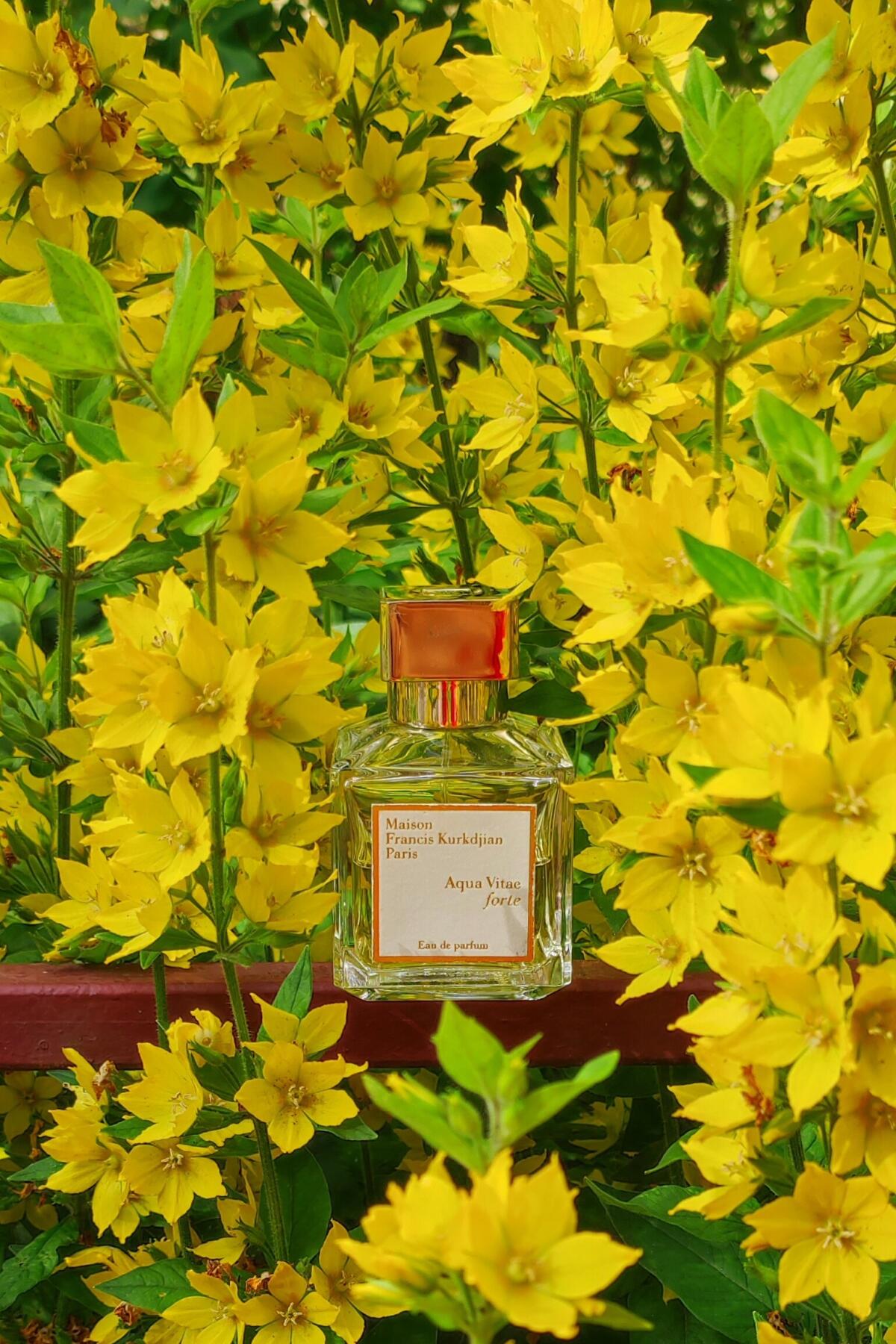 عطر ادکلن آکوا ویتا فورته میسون فرانسیس کردجیان - Aqua Vitae Forte Maison Francis Kurkdjian - بررسی، قیمت و خرید