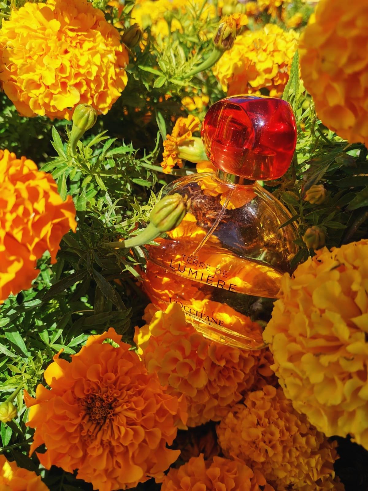 عطر ادکلن تر دو لومیر لوکسیتان - Terre de Lumiere L'Occitane en Provence - بررسی، قیمت و خرید