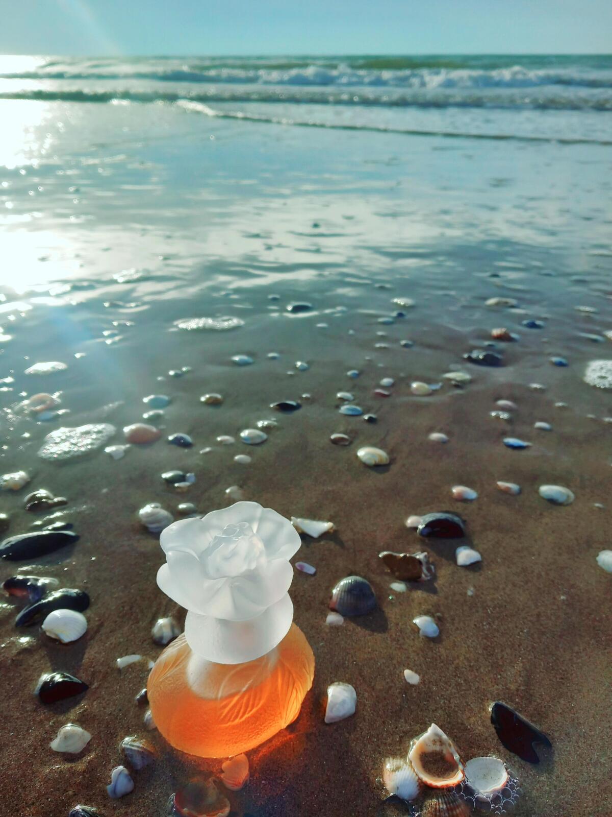 عطر ادکلن سا سن بو کنزو - Ça Sent Beau Kenzo - بررسی، قیمت و خرید