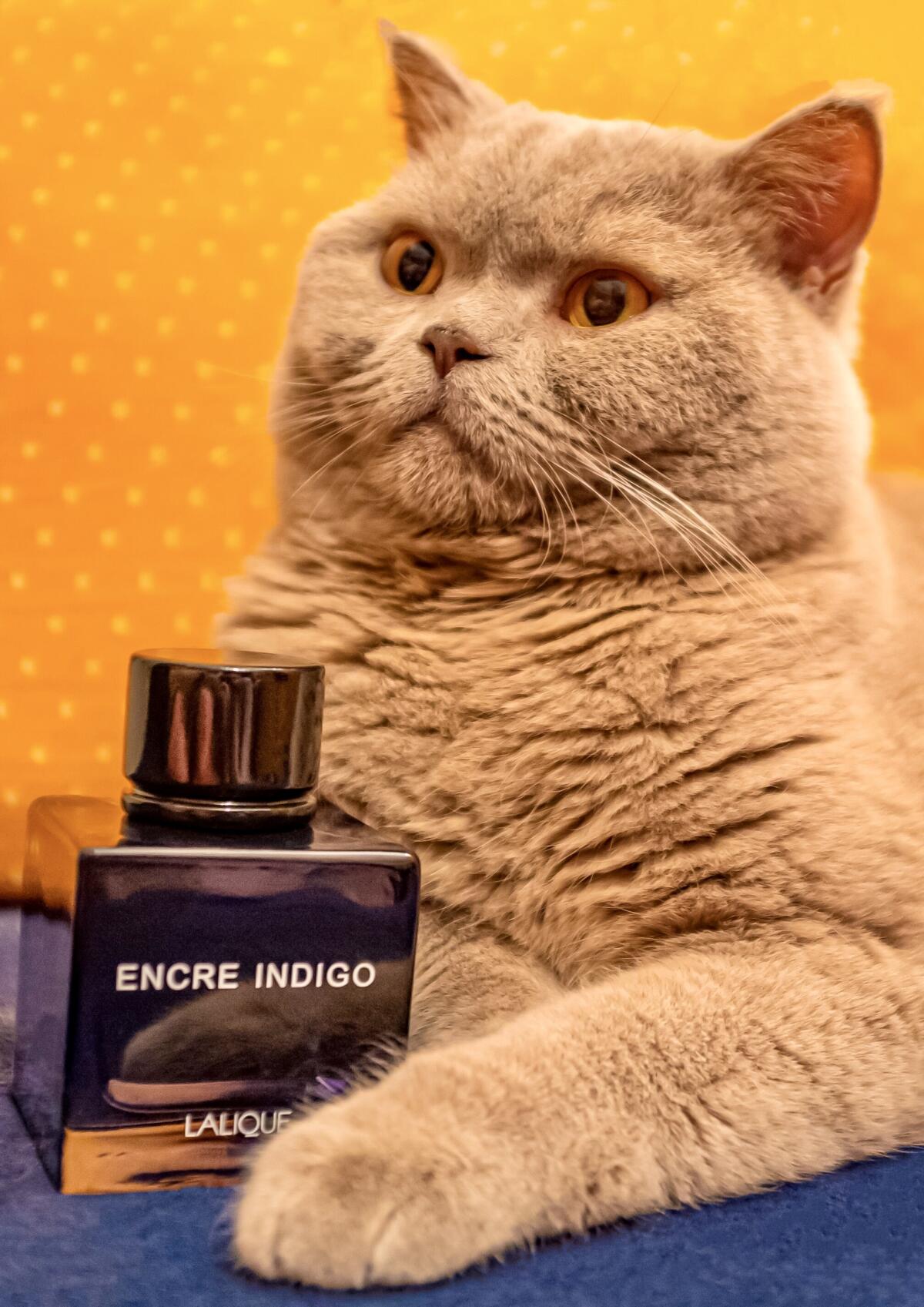 عطر ادکلن انکر ایندیگو لالیک - Encre Indigo Lalique - بررسی، قیمت و خرید