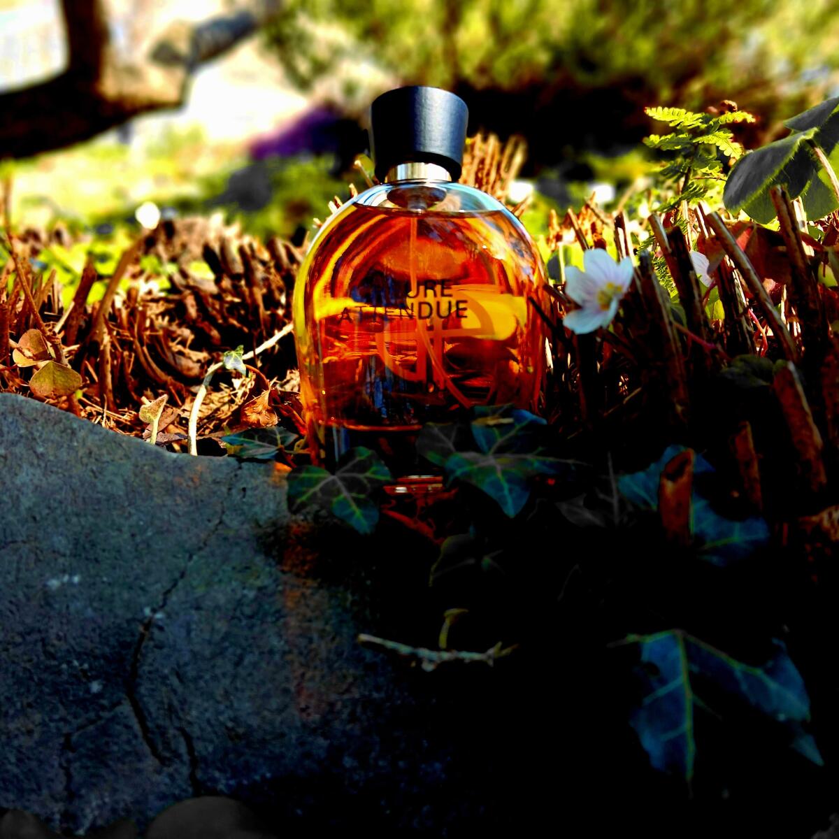 عطر ادکلن کالکشن هریتج لهر اتاندو ژان پاتو - Collection Heritage L'Heure Attendue Jean Patou - بررسی، قیمت و خرید