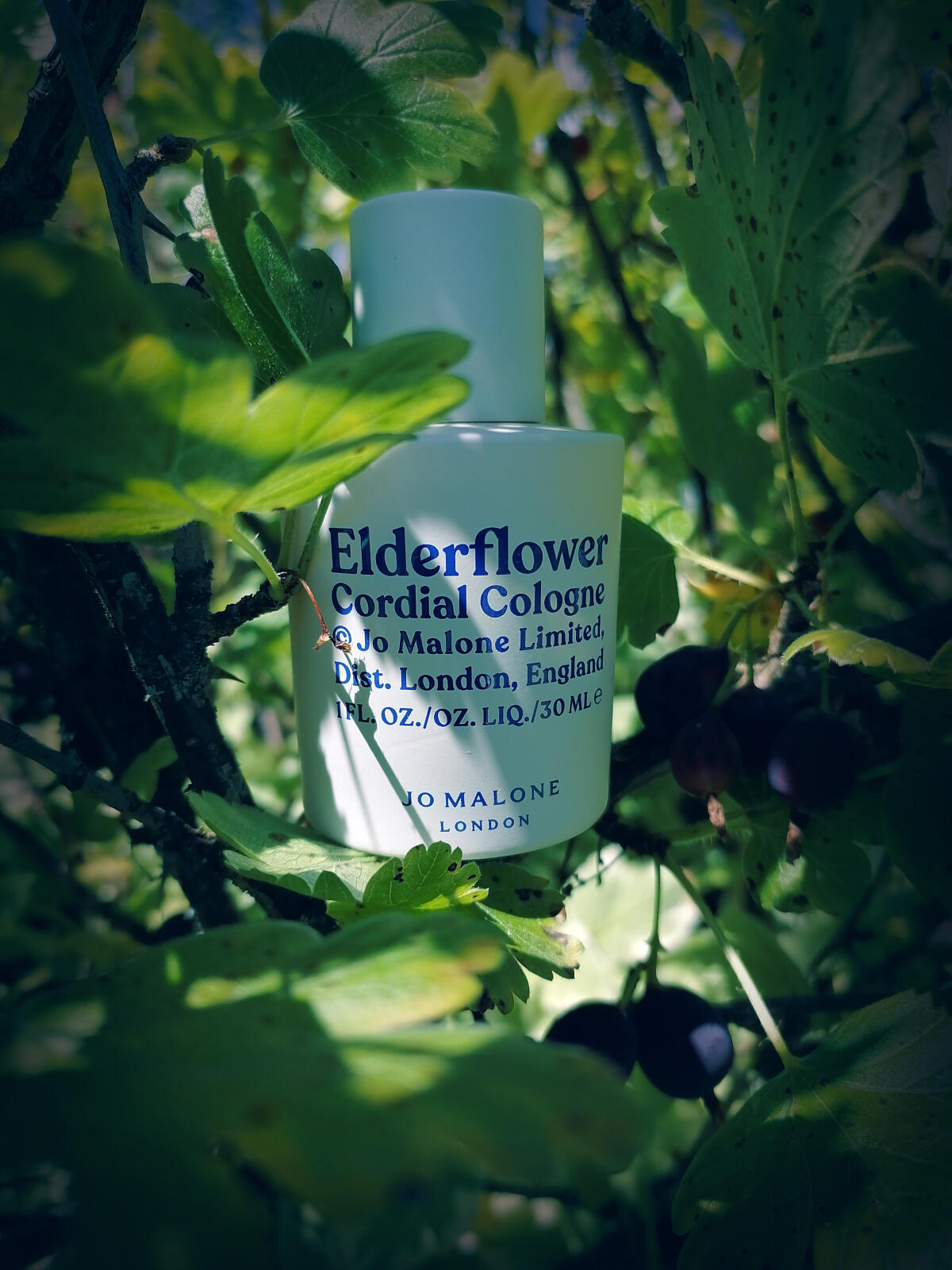 عطر ادکلن اِلدرفلاور کوردیال کلون جو مالون لاندن - Elderflower Cordial Cologne Jo Malone London - بررسی، قیمت و خرید