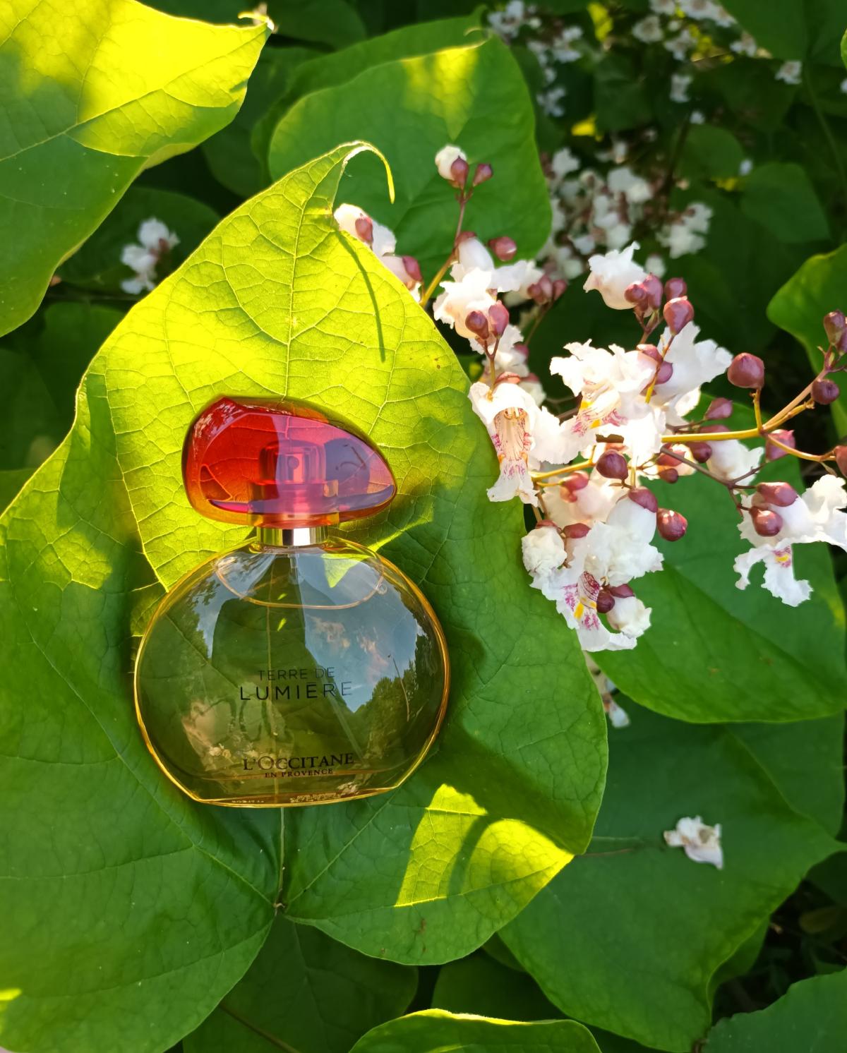 عطر ادکلن تر دو لومیر لوکسیتان - Terre de Lumiere L'Occitane en Provence - بررسی، قیمت و خرید