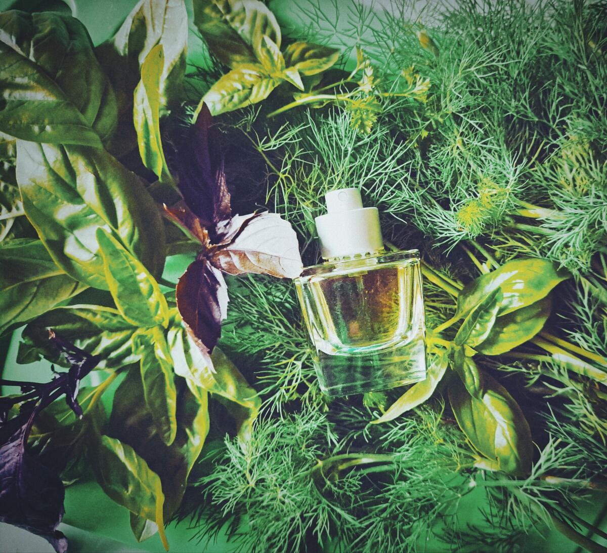 عطر ادکلن مانیفستو ایزابلا روسلینی - Manifesto Isabella Rossellini - بررسی، قیمت و خرید