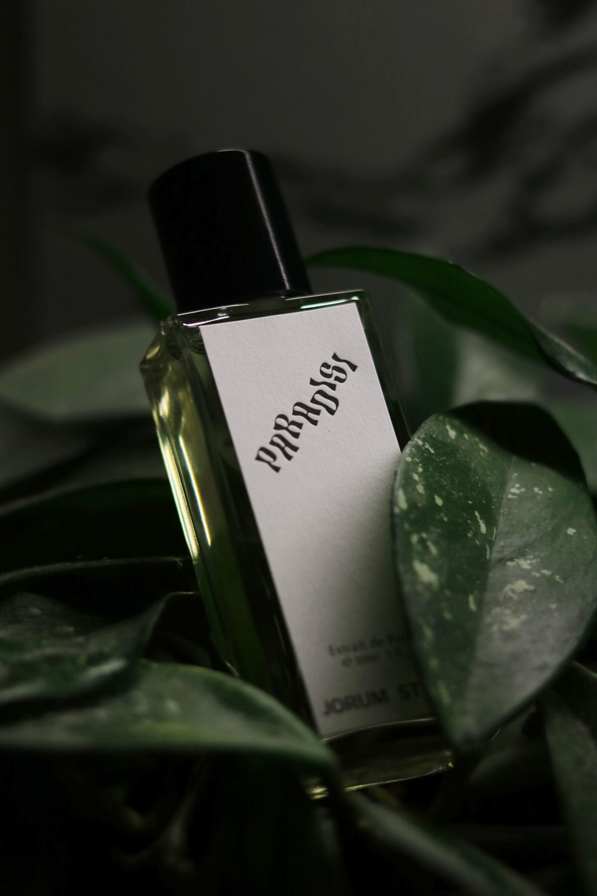 عطر ادکلن پاردیسی جوروم استودیو - Paradisi Jorum Studio - بررسی، قیمت و خرید